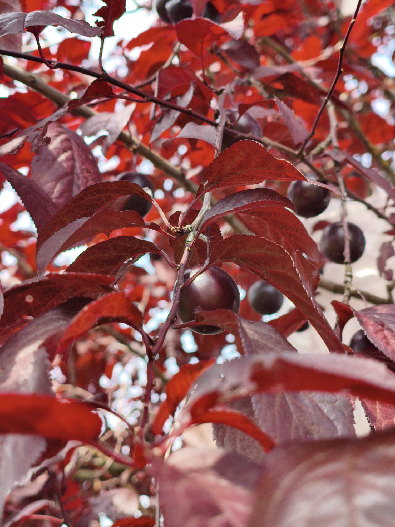 The image shows a close-up view of a tree with deep red leaves and several dark, round fruits, likely plums, hanging from its branches. The leaves are richly colored, with veins clearly visible on some of them. The fruits are a deep purple or black color, and appear ripe. The background is softly blurred, with hints of sky and possibly other foliage. There is no indication of any specific location in Szczecin, Poland, or any human presence in the image. The scene is natural and depicts a fruiting tree.