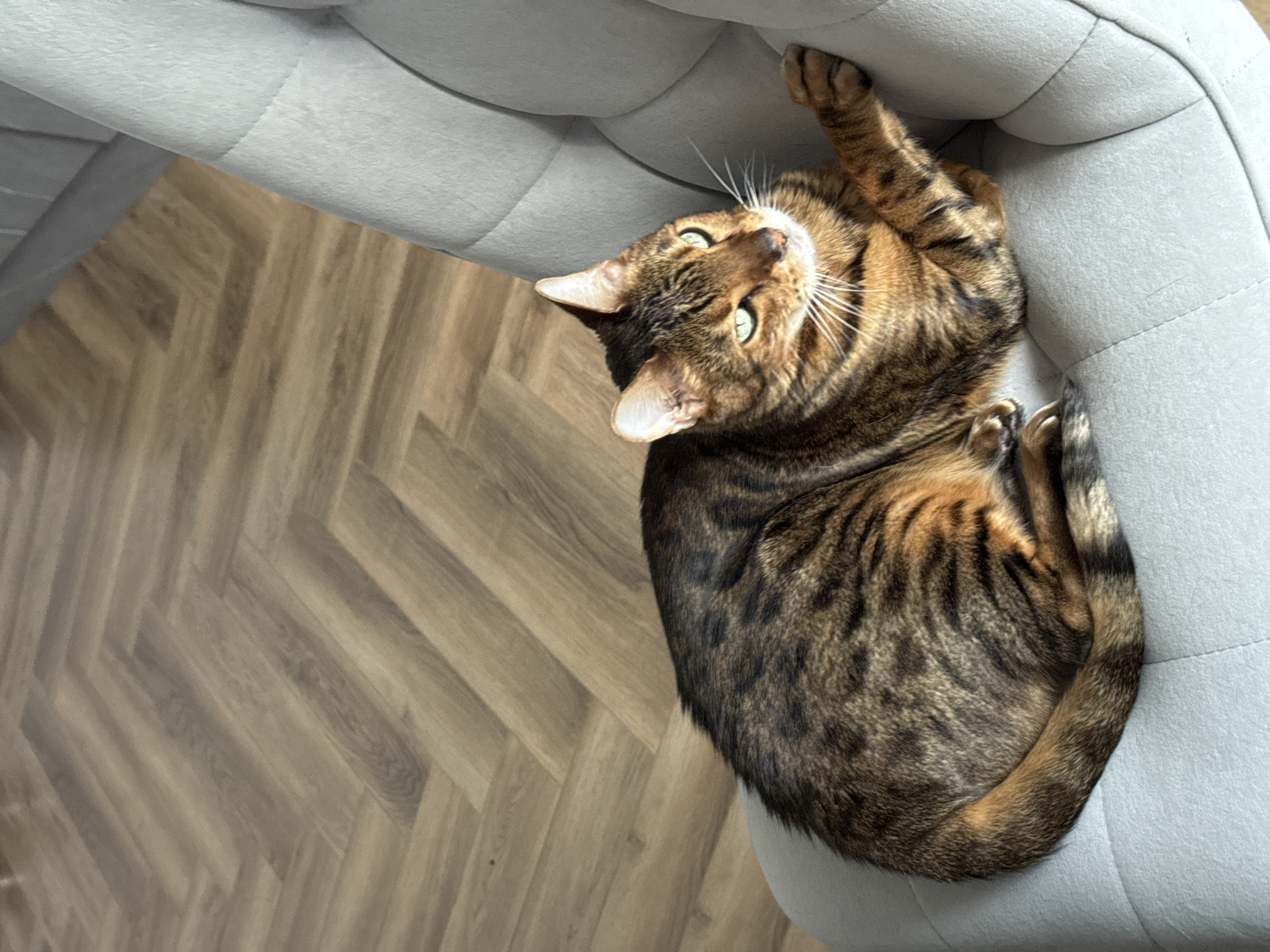 A Bengal cat with brown and black tabby markings and bright green eyes is lying on a light gray upholstered chair. The cat is curled up, with its head turned to the right, looking away from the camera. Its front right paw is extended forward, resting on the chair's armrest. The chair has a tufted design with visible stitching. In the background, a wooden floor with a herringbone pattern is visible. The lighting suggests an indoor environment, possibly a home. There are no people or other animals present in the image.