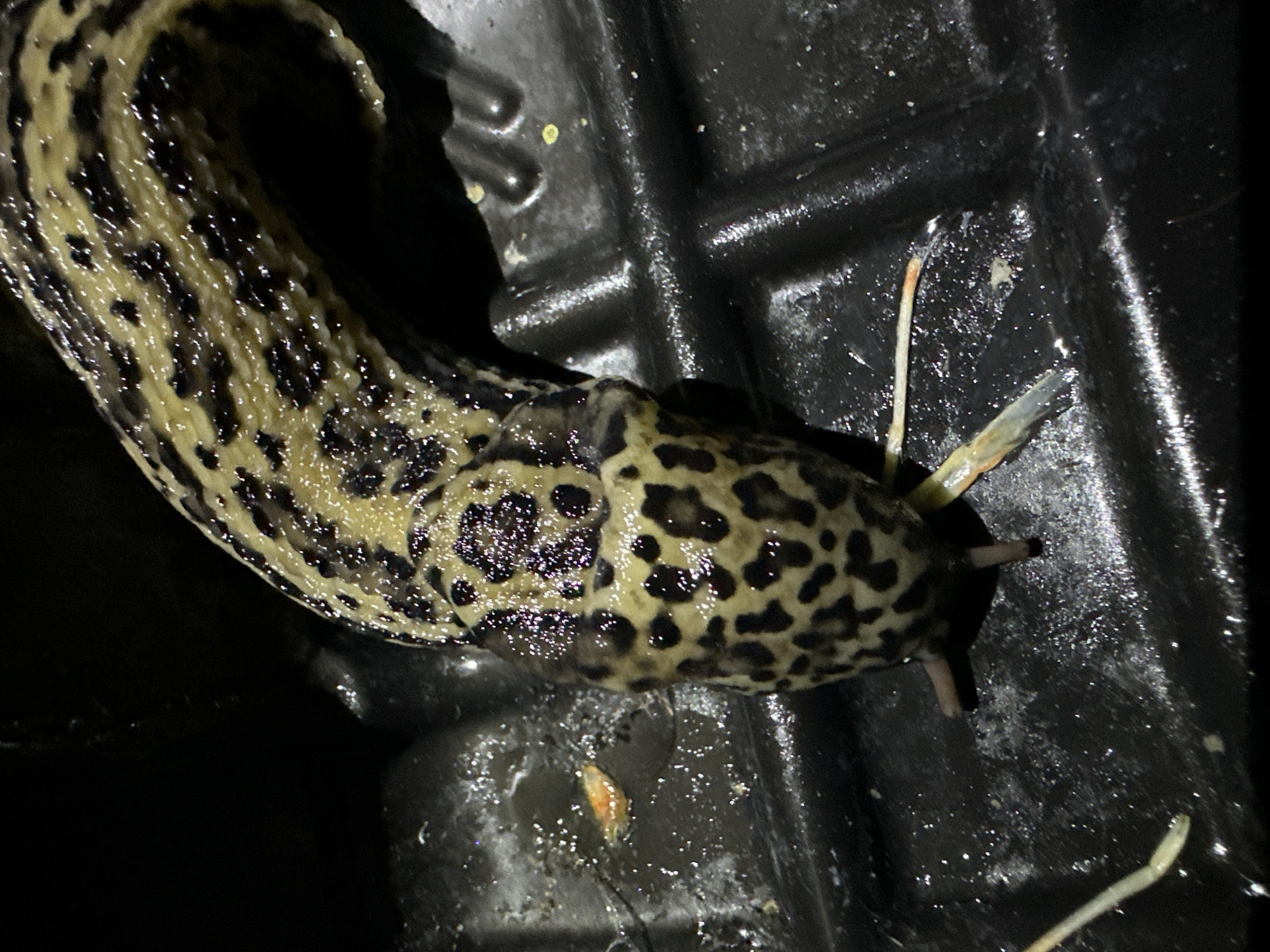 A large leopard slug with yellow and black spots is shown in close-up, resting on a black, ribbed surface that appears to be a tray or container. The slug's head, with two visible tentacles, is in the foreground, and its body extends backward and curves to the right. The surface is wet and reflects light, with small flecks of debris scattered across it. A thin, pale strand, possibly a root or other organic material, is visible to the left of the slug. The lighting suggests an artificial light source, creating shadows and highlights.