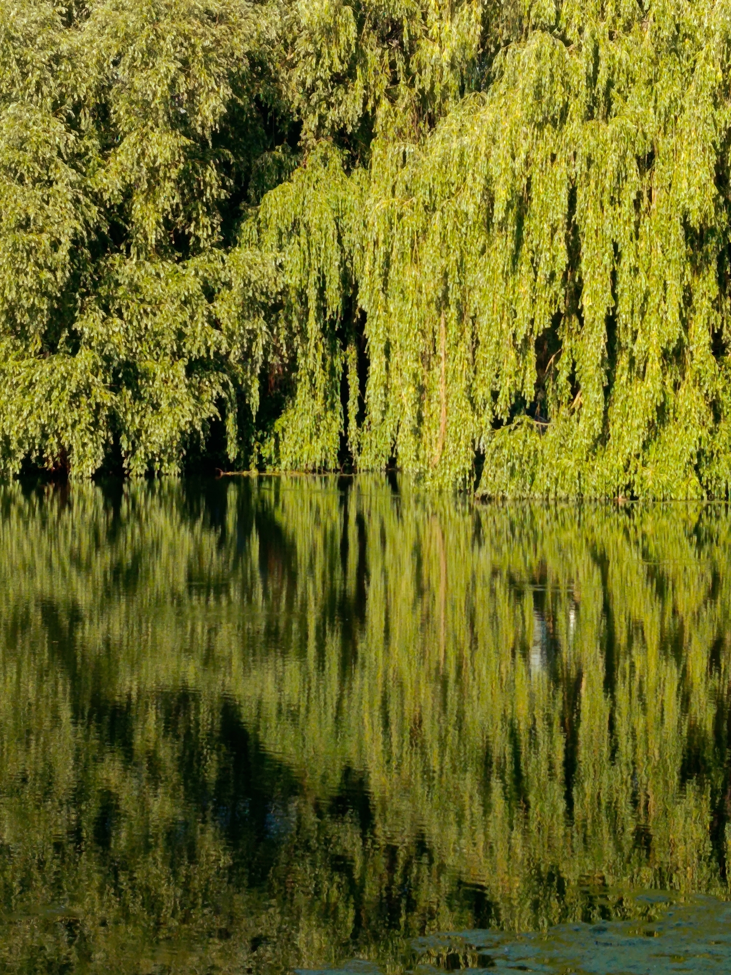 This media file is a vertical, close-up, eye-level, natural-light photograph capturing a serene natural scene. The upper portion of the image is dominated by a dense canopy of lush, green weeping willow trees, their long, trailing branches creating a curtain-like effect. The leaves are a vibrant, sunlit green, suggesting a time of day with ample daylight, likely mid-morning to late afternoon. The trees are positioned along the edge of a body of water.
The lower portion of the image is a still reflection of the trees in the water. The water's surface is calm, allowing for a clear, albeit rippled, reflection of the foliage above. The reflection is rendered in darker, more muted tones, with the vertical lines of the branches and leaves clearly visible, distorted only by the gentle movement of the water. The overall color palette is dominated by various shades of green and dark, reflective blues and greens.
There are no people, man-made objects, or discernible text within the frame. The scene evokes a sense of tranquility and natural beauty. The lighting suggests fair weather. The setting appears to be a park, garden, or natural waterfront area where weeping willows are commonly found. The lack of activity implies a peaceful, undisturbed moment in nature.