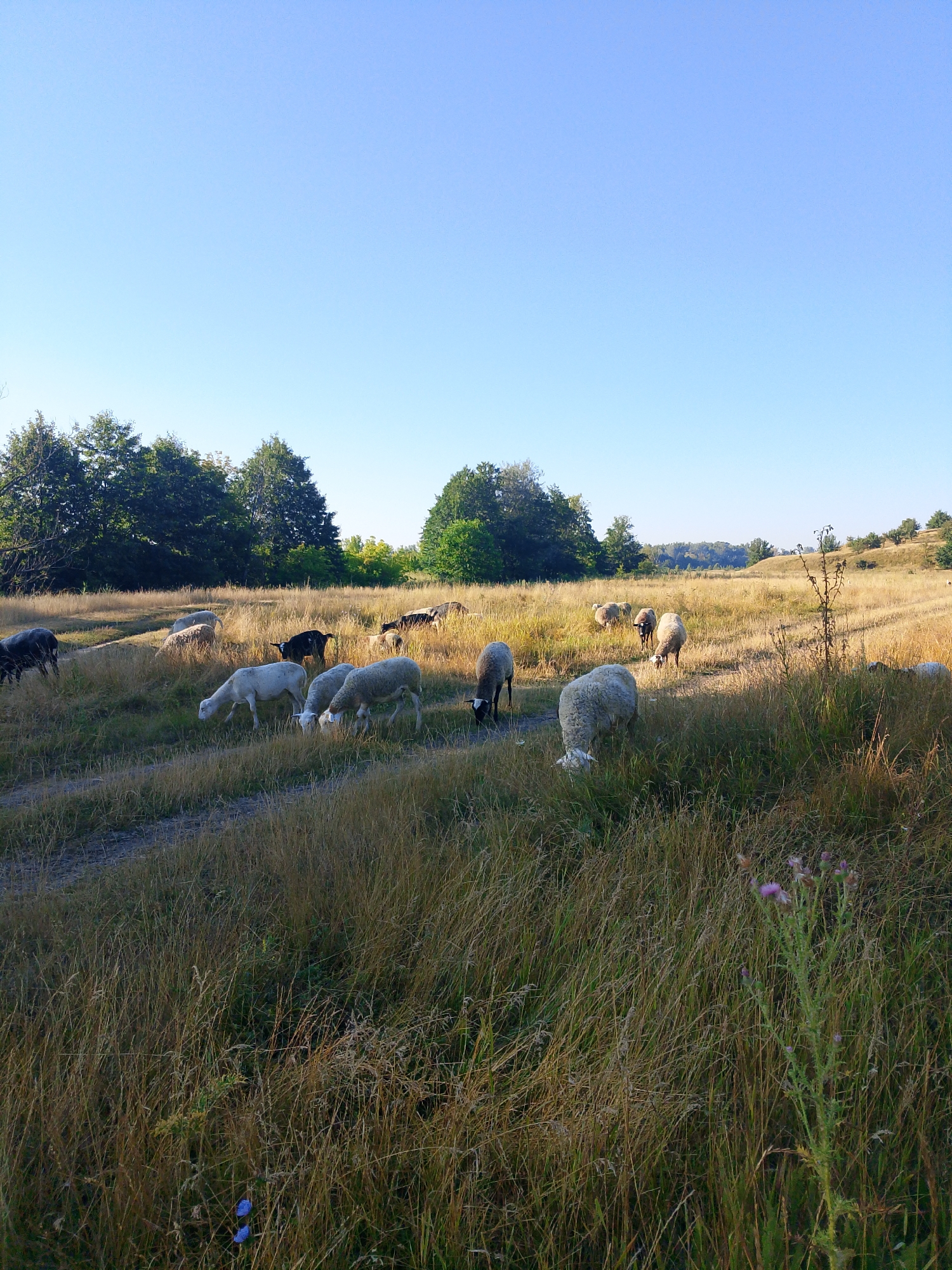 The image depicts a pastoral scene with several sheep grazing in a dry, grassy field under a clear blue sky. The field is characterized by tall, golden-brown grass, suggesting a dry season. A dirt path winds through the field. In the background, a line of lush green trees separates the field from a gently rolling landscape. The sheep, varying in color from white to black, are scattered across the field, some grazing, others standing. One sheep is clearly visible in the foreground, facing away from the camera, with its head lowered to eat. The overall impression is one of rural tranquility.