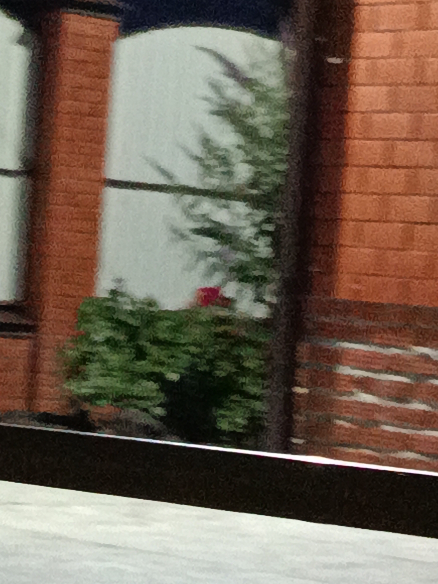 The image is a close-up, horizontally oriented photograph taken outdoors. It shows a portion of a building with red brickwork on the right side and a large window in the center. The window is reflecting green foliage, suggesting the presence of trees or bushes outside. In front of the window, there appears to be a dense green shrub with a small, bright red object, possibly a flower or a berry, visible within it. A dark, horizontal band runs across the bottom of the image, potentially representing a ledge or a shaded area. The overall lighting suggests daytime. The image's pixelation makes it difficult to discern finer details. There is no visible information to confirm or deny the location in Novotitarovskaya, Russia.