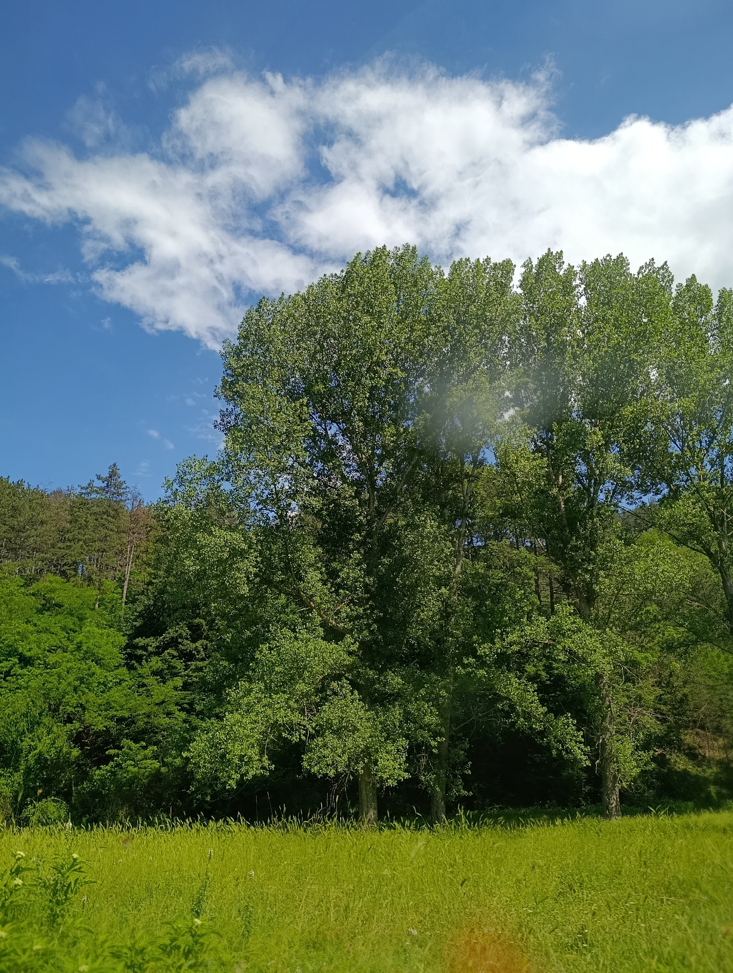 The image depicts a sunlit meadow in Nevestino, Bulgaria. The foreground is dominated by tall, vibrant green grass, indicating a fertile natural environment. Behind the meadow, a dense forest of deciduous trees with lush green foliage forms a natural backdrop. The sky above is a clear, bright blue, dotted with fluffy white clouds, suggesting fair weather conditions. The overall scene conveys a sense of natural beauty and tranquility, typical of rural landscapes. There are no people or animals visible in the image.