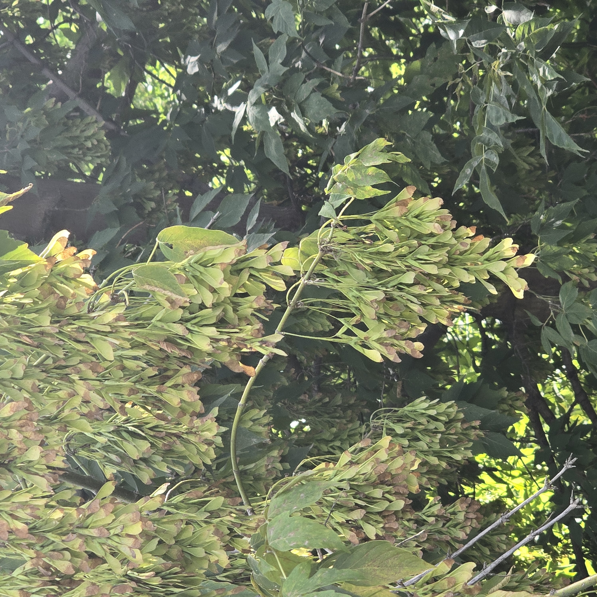A close-up, eye-level shot shows clusters of green and brown samaras, also known as maple keys, hanging from branches of a tree. The samaras are oblong with a flattened wing-like projection. Some of the samaras are lighter green, while others are turning a brownish hue, indicating maturity or drying. The background consists of dense, dark green foliage and tree branches, suggesting a natural or semi-natural setting, possibly a park or forest area. Sunlight filters through the leaves, creating bright spots and illuminating some of the samaras, giving them a translucent appearance. The image appears to be taken outdoors during daylight. There are no people or animals visible in the frame. The scene is devoid of any man-made structures or urban elements, making it difficult to pinpoint a specific location within the city of Belokurikha, Russia without further context.