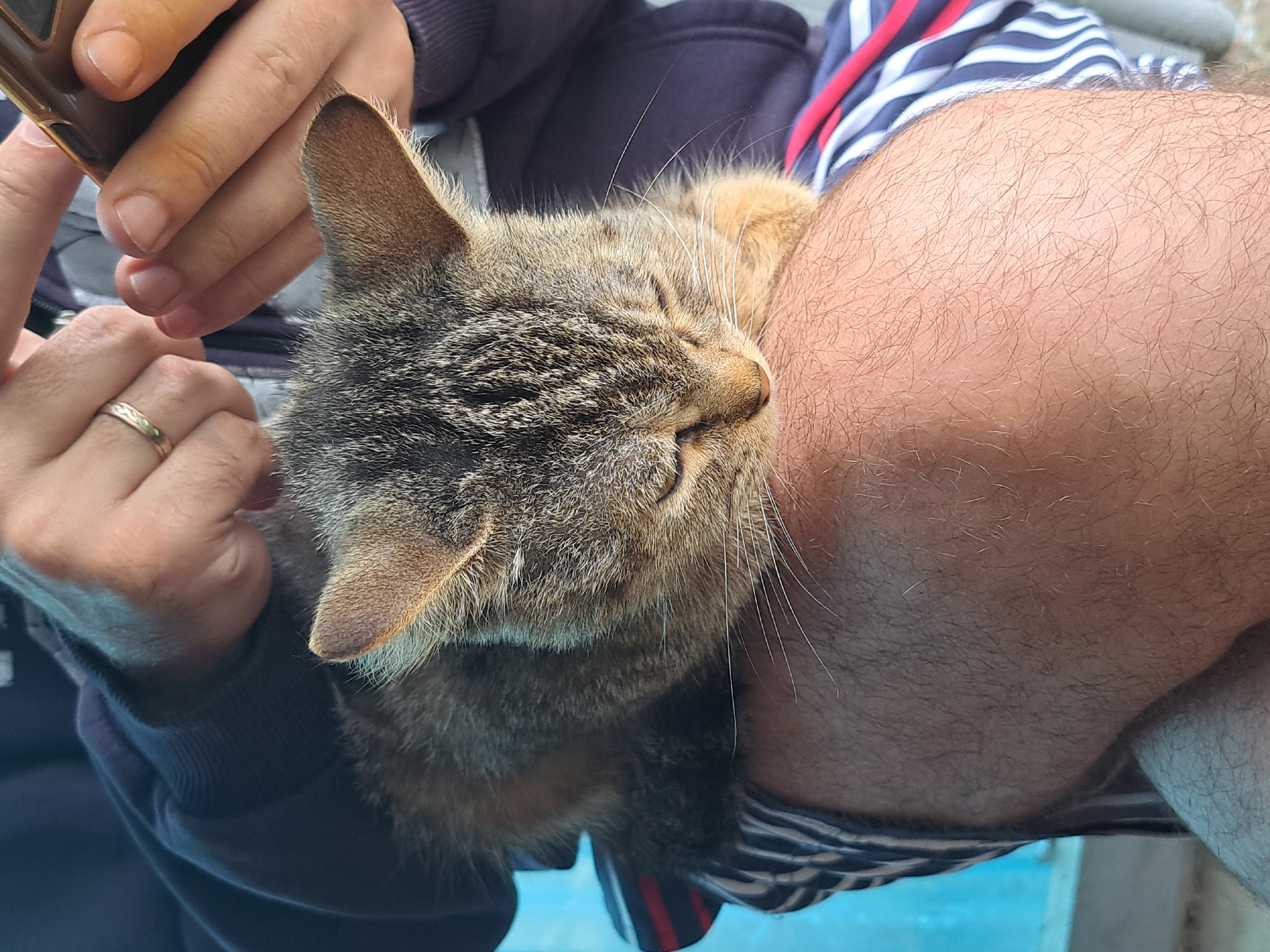 A tabby cat is sleeping on the lap of a person, who is holding a smartphone in their hands. The person is wearing a dark blue hoodie and striped pajama pants. The scene is outdoors, with a blue wall visible in the background, suggesting an urban environment. The image appears to be taken in Vypasne, Ukraine.