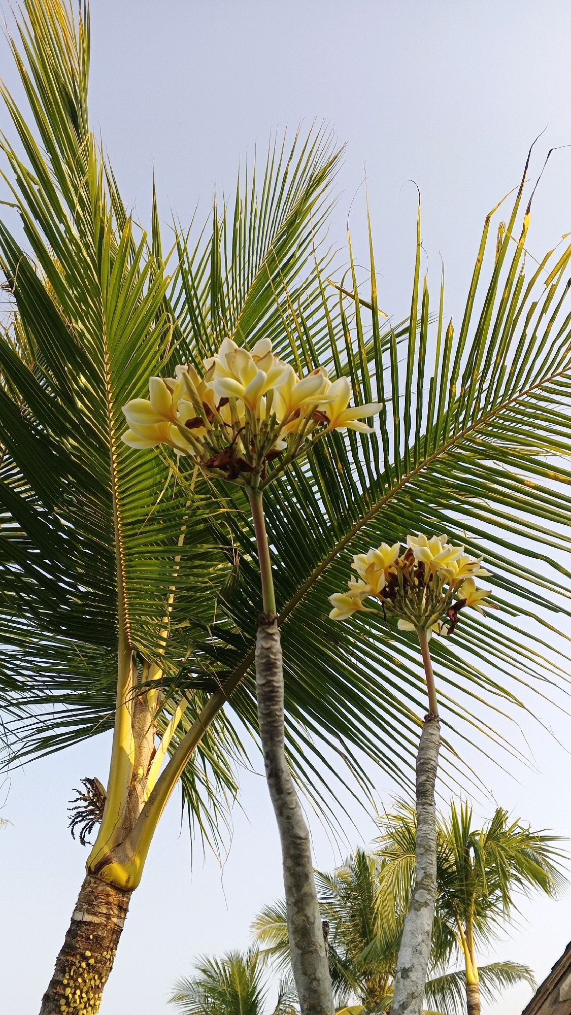 The image shows a close-up view of several plumeria trees with their blossoms, set against a clear sky. The plumeria trees are characterized by their thick, textured trunks and their clusters of pale yellow and white flowers. The flowers have a waxy appearance and are arranged in a radial pattern. Large, green palm fronds dominate the foreground and mid-ground of the image, with their long, slender leaves fanning out against the sky. The palm fronds are vibrant green and appear healthy. The sky is a pale, almost washed-out blue, suggesting a bright, sunny day. In the background, more palm trees are visible, their fronds creating a layered effect. The lighting suggests the photo was taken either in the morning or late afternoon, given the warm glow on the palm fronds. The overall impression is one of a tropical or subtropical setting, likely a garden or park in a warm climate. Based on the information provided, this scene is located in Minggir, Indonesia.