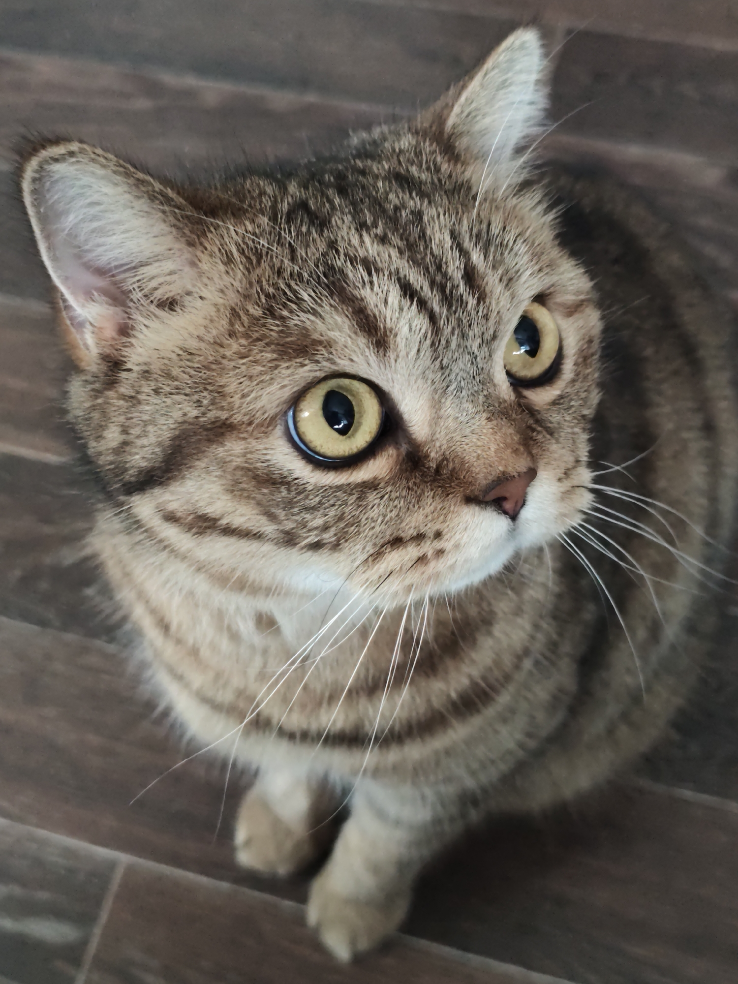 A close-up, high-angle shot shows a tabby cat with striking yellow eyes looking upwards. The cat has distinctive brown and black stripes across its fur, particularly visible on its head and body. Its ears are perked, and long white whiskers extend from its muzzle. The cat is sitting on a dark wooden floor, the grain and plank lines of which are visible. The background is out of focus, suggesting the shot is centered on the cat. There are no humans or other animals visible in the frame.