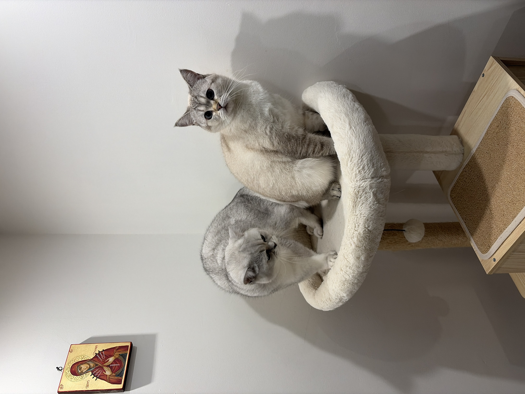 This image captures two domestic cats resting on a multi-level cat tree within an indoor setting. The background consists of a plain, light-colored wall, likely white, with shadows from the cat tree indicating internal lighting.
The top cat, with cream-colored fur and light grey markings, has striking blue-grey eyes and looks directly towards the viewer with an attentive and curious expression. It is positioned on a plush, white-covered section of the cat tree. Below it, the second cat, featuring grey and white tabby patterns, is nestled within another soft, white segment of the cat tree, appearing to be relaxed or looking down.
To the lower left of the frame, a small, rectangular religious icon hangs on the wall. The icon displays a golden background with a central female figure, presumably the Virgin Mary, dressed in red robes, with multiple sword-like symbols near her chest, indicative of the Our Lady of Sorrows iconography. Visible Greek text includes "MP ΘΥ" (Mother of God) at the top left, and "ICAMO" (likely part of "IC XC" for Jesus Christ or another related name) is partially legible on the right side of the icon.
The cat tree features plush white fabric, a sisal scratching post section, and a wooden platform with a beige, carpeted surface visible on the top right. No individuals are present in the image.