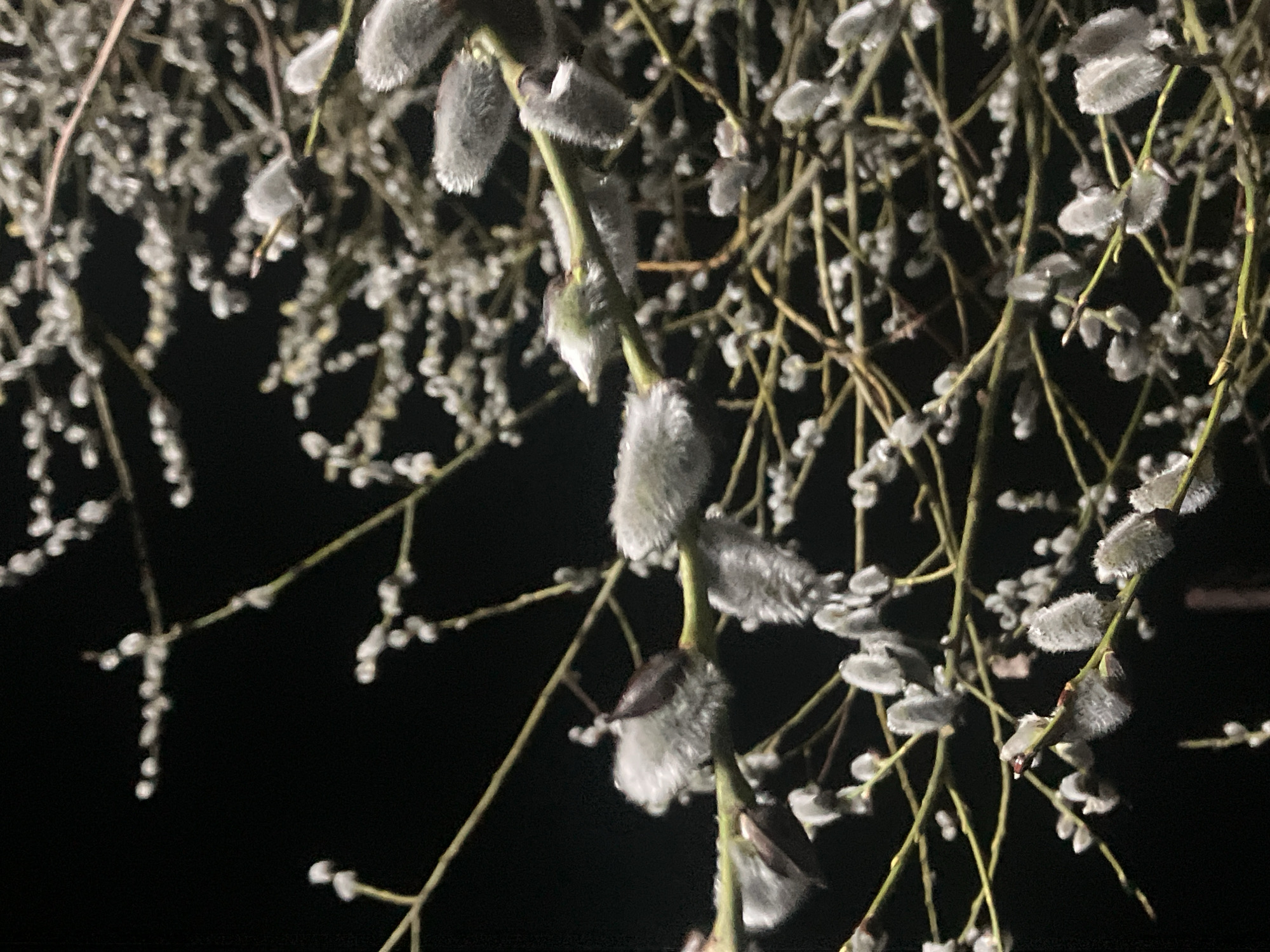 The image features a close-up of branches laden with willow catkins against a dark background. The catkins, soft and greyish-white, are prominently displayed, with some in sharper focus than others. The branches are thin and brown, emerging from the darkness. The lighting appears dim, enhancing the contrast between the bright catkins and the surrounding blackness. No people or other objects are visible. The image's composition focuses solely on the flora, specifically the texture and detail of the willow catkins in what is likely an outdoor setting. The location is mentioned as Noviy, Russia, though this information does not have an obvious connection to the visual content.