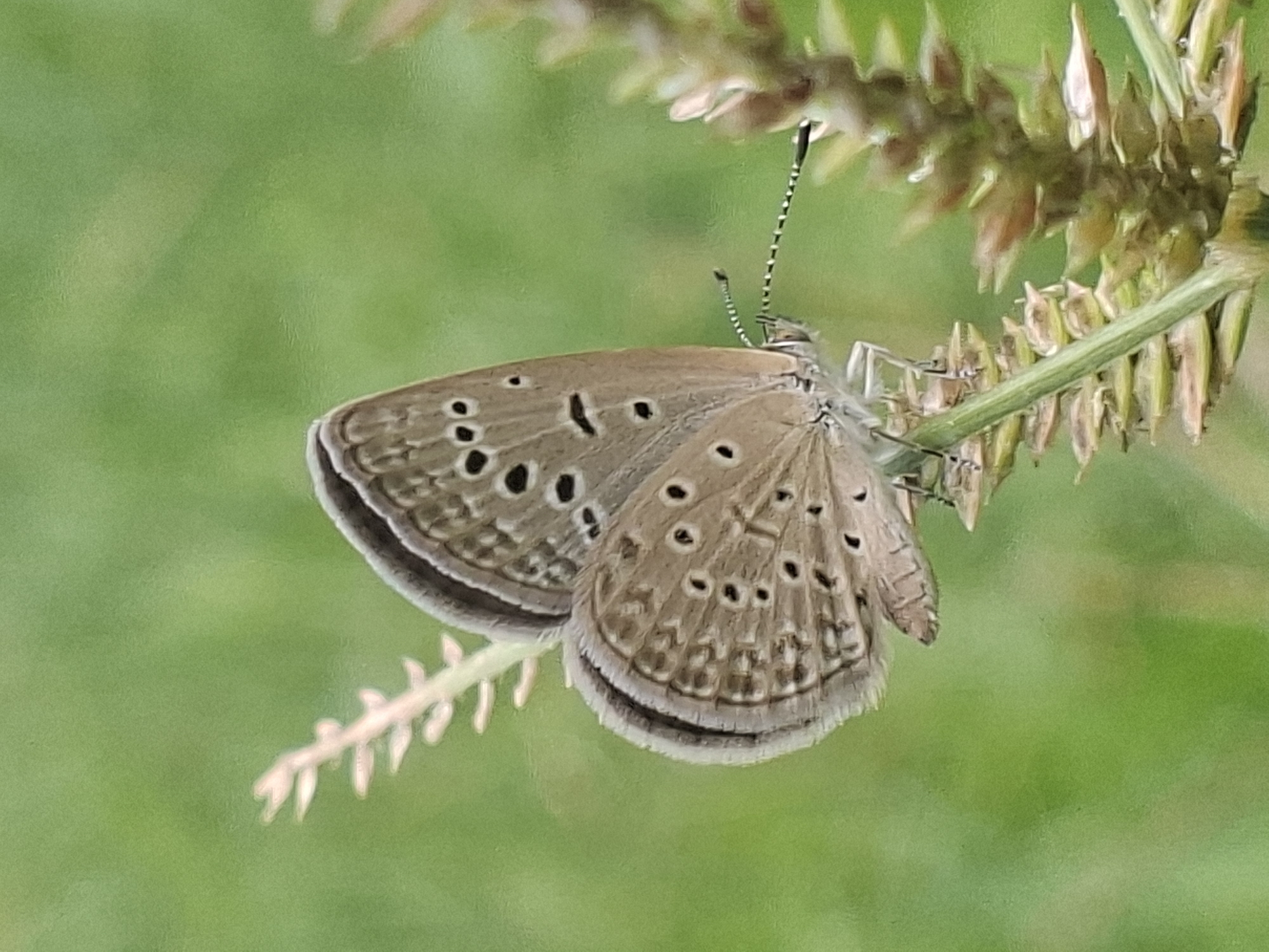 A brown butterfly with a gray edge and black spots is perched on a green plant stem. The butterfly has black-and-white striped antennae. The plant it is on has alternating off-white and green bracts. The background is a blurred green. The location is Kutaglumpang, Indonesia.