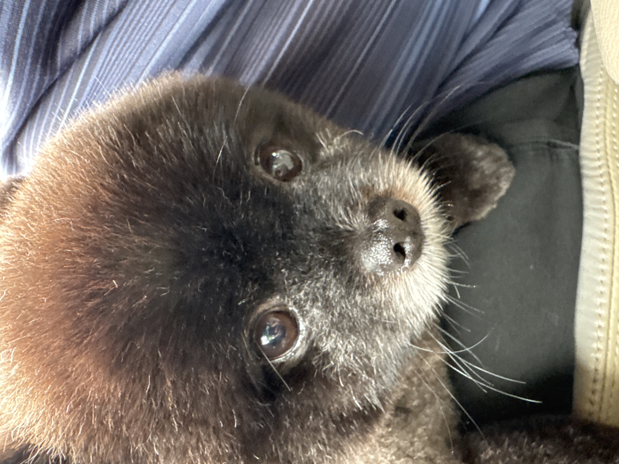 The image shows a close-up of a dark-colored dog, possibly a Pomeranian, with fluffy fur. The dog's face is the primary focus, with its eyes, nose, and whiskers clearly visible. The dog is nestled in what appears to be a person's lap, with a blue, striped fabric visible in the background, suggesting the person is wearing a striped shirt or is near striped material. The lighting suggests an indoor or shaded outdoor setting. There is no indication of the city of Kathu, Thailand, within the image content.