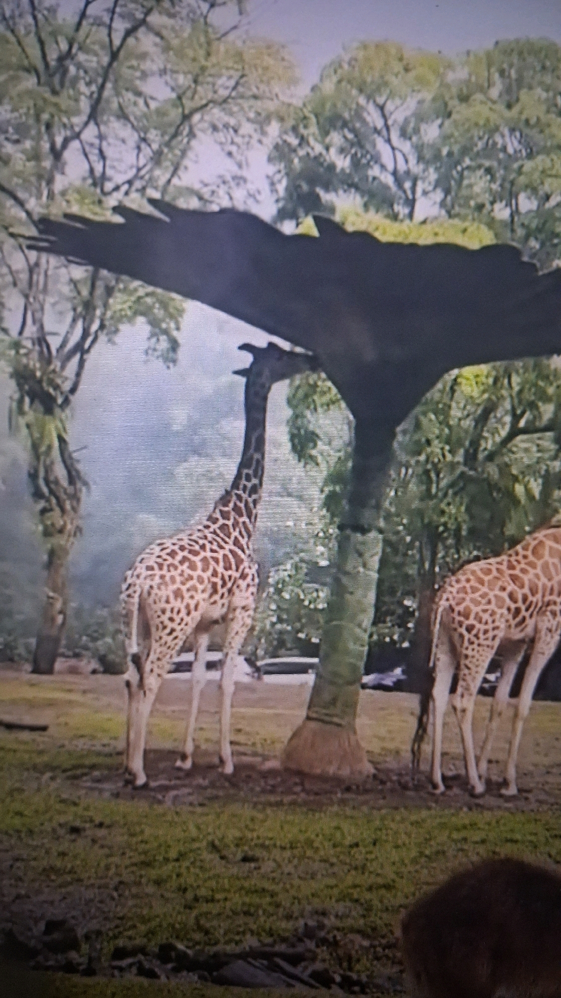 The image shows two giraffes in an outdoor enclosure. One giraffe, positioned in the foreground and to the left, is facing away from the camera, with its head turned to the right and slightly upwards, appearing to interact with a large, dark, artificial structure overhead that resembles a stylized tree or canopy. Its body is predominantly covered in brown, irregular spots against a lighter background. The second giraffe is visible to the right, with its rear end and hind legs facing the camera, also showing the characteristic spotted pattern.
The environment appears to be a zoo or wildlife park, with a grassy ground surface, some muddy patches, and scattered trees in the background, suggesting a naturalistic habitat. The artificial structure overhead has a rough, textured surface. The lighting suggests an outdoor, possibly overcast, day. There is no discernible indication of the location being specifically within Bandung City, Indonesia, nor are there any people or overt signs of urban infrastructure visible.