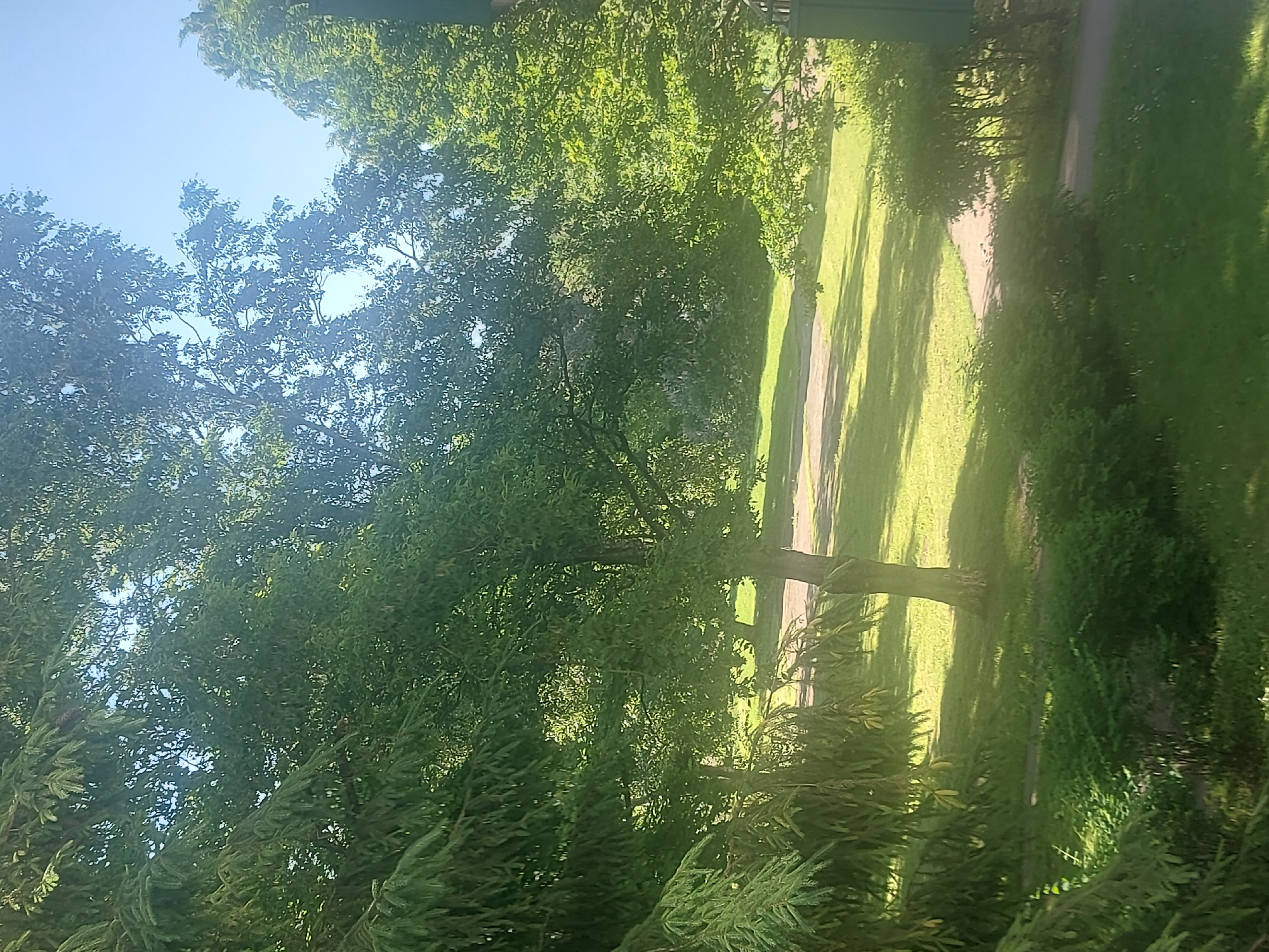 The image depicts a sunlit park area with lush green trees and grass, suggesting a temperate climate, likely during spring or summer. The scene is devoid of people or animals. A paved pathway meanders through the grassy area, bordered by dense shrubbery and larger trees with full canopies. Sunlight filters through the leaves, casting dappled shadows on the ground. The overall impression is one of natural beauty and tranquility. Without specific landmarks or contextual clues within the image itself, pinpointing the exact location within Tallinn, Estonia, is not possible.