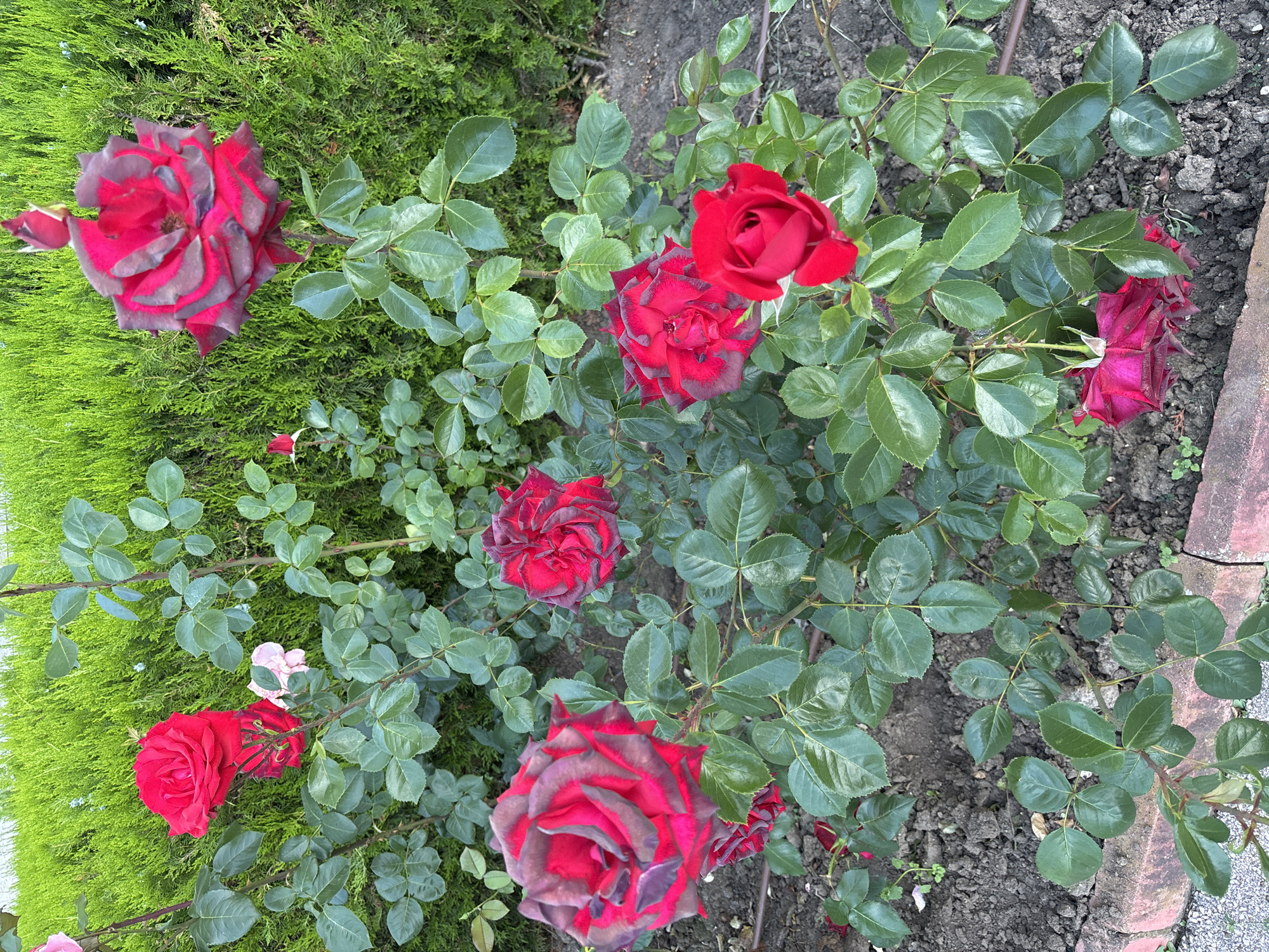 The image shows a bush of red roses in bloom in a garden setting. The roses vary in stage of bloom, with some fully open and others still in bud. The leaves of the rose bush are green and healthy. In the background, a green hedge is visible. The ground is covered with dark soil and some scattered red brick fragments. The scene appears to be outdoors, likely in a residential garden. The image's metadata indicates a geotagged location in Varna, Bulgaria. There are no people or animals present in the image. The overall impression is that of a vibrant, well-maintained garden in bloom.