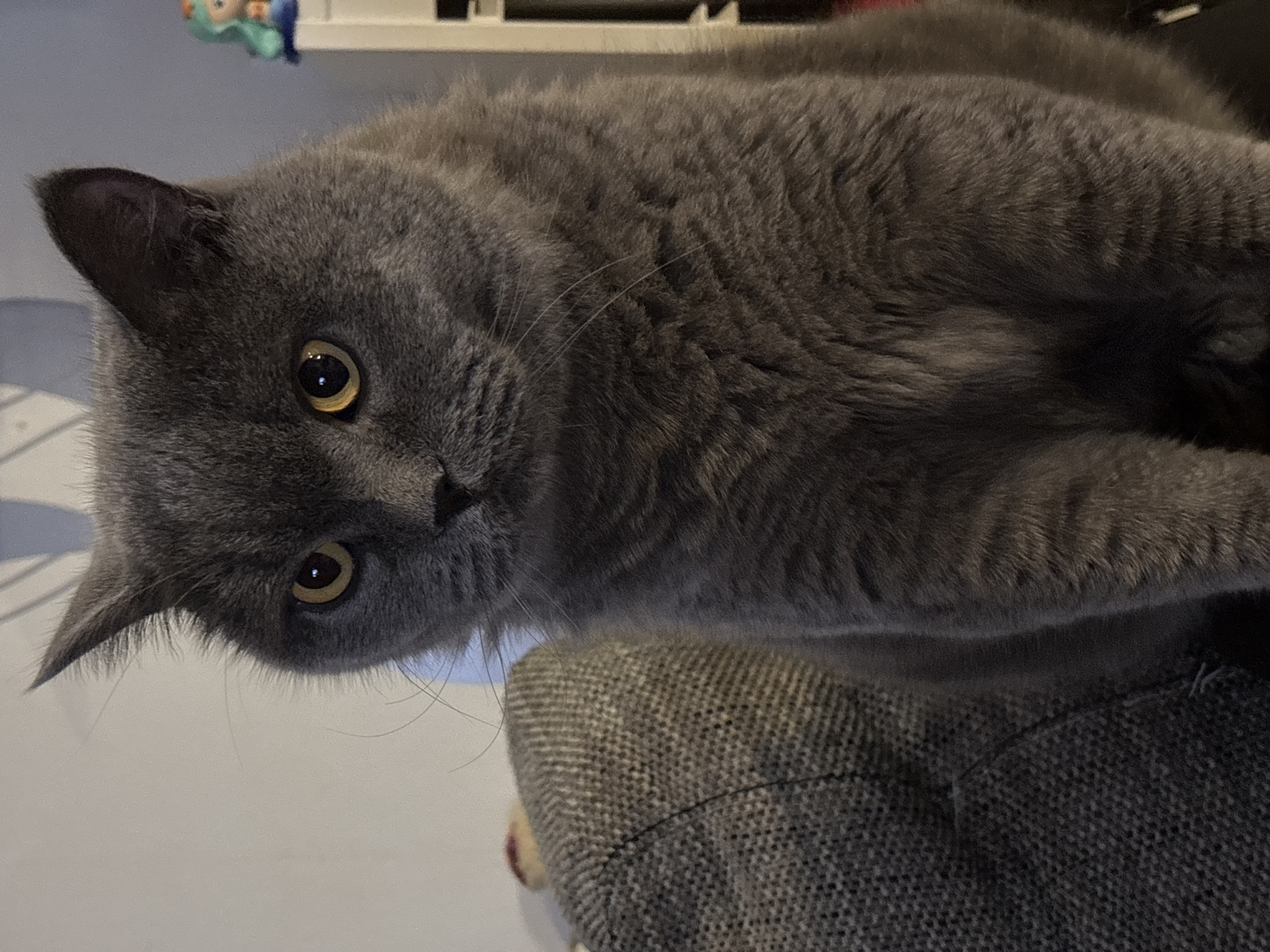 A gray cat with golden eyes is partially sitting on a gray tweed cushion or piece of furniture. The background includes a white wall and a small, blurry, toy or decoration hanging from above. The location in the city of Sofia, Bulgaria, cannot be determined from the image.