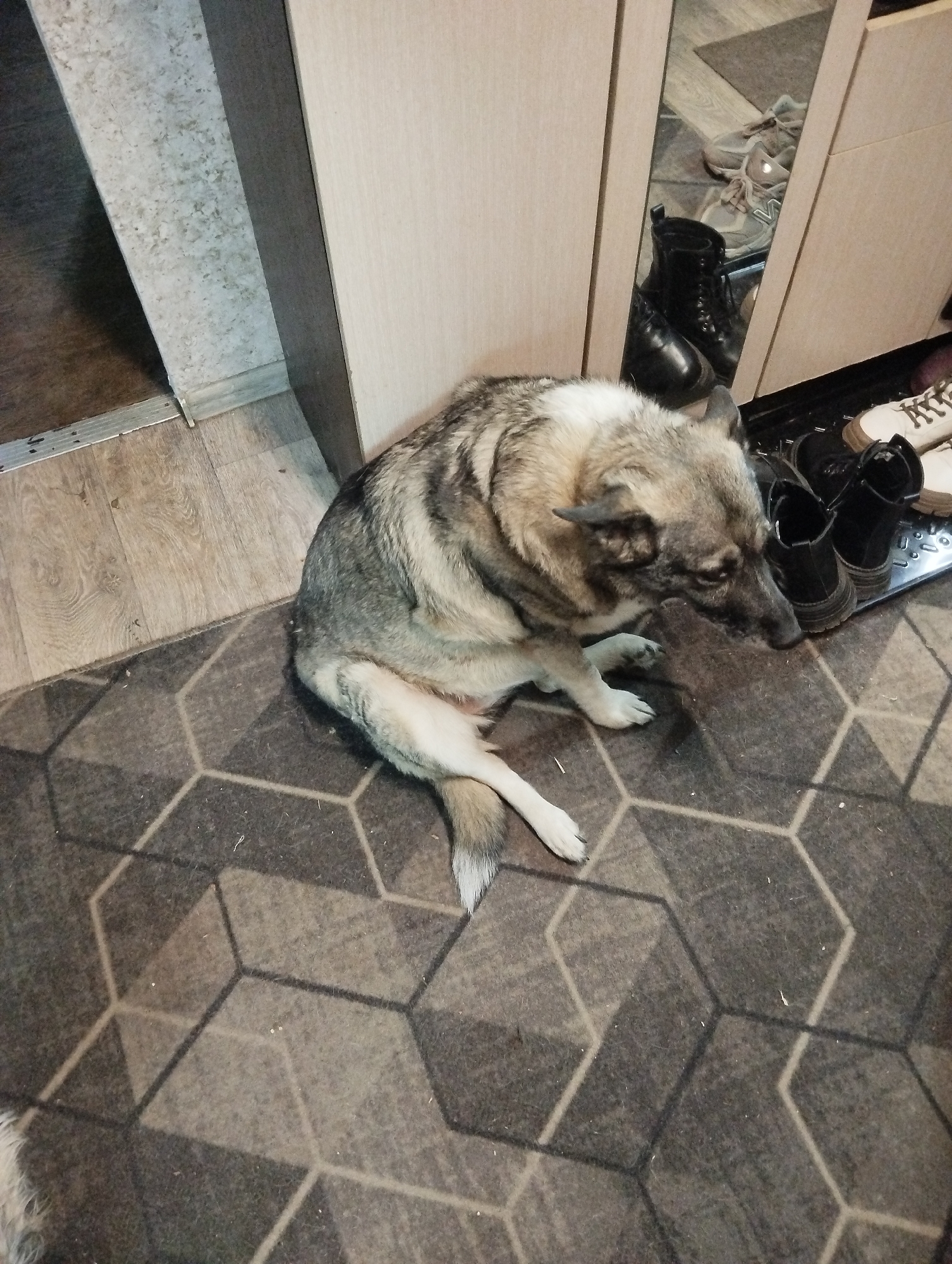 A medium-sized dog with gray, brown, and white fur sits on a gray rug with a geometric pattern. The dog is positioned near a shoe rack containing several pairs of boots and shoes. The scene appears to be inside an entryway of a home located in Votkinsk, Russia.