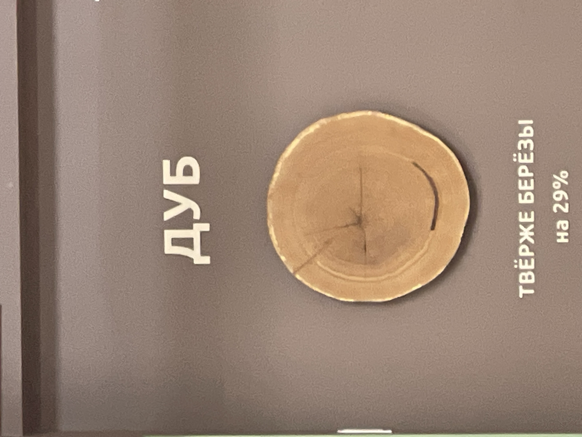 The image displays a close-up view of a dark gray, textured surface, likely a wall or display panel. To the left, large, white, stylized Cyrillic letters spell out "ДУБ," meaning "oak." To the right of the text is a round, cross-section of wood, showing prominent growth rings and a central dark spot. Further to the right, more white Cyrillic text is visible, oriented vertically. The top line reads "ТВЁРЖЕ БЕРЁЗЫ," which translates to "harder than birch." Below this, in smaller print, is "на 29%," meaning "by 29%." The lighting appears to be indoor, with a slight shadow cast on the left side of the image, suggesting a light source from the right. The overall presentation seems to be a factual display or exhibit, possibly in a museum or informational setting in Moscow, Russia, comparing the hardness of oak to birch. There are no people or clear environmental cues indicating weather or time of day.