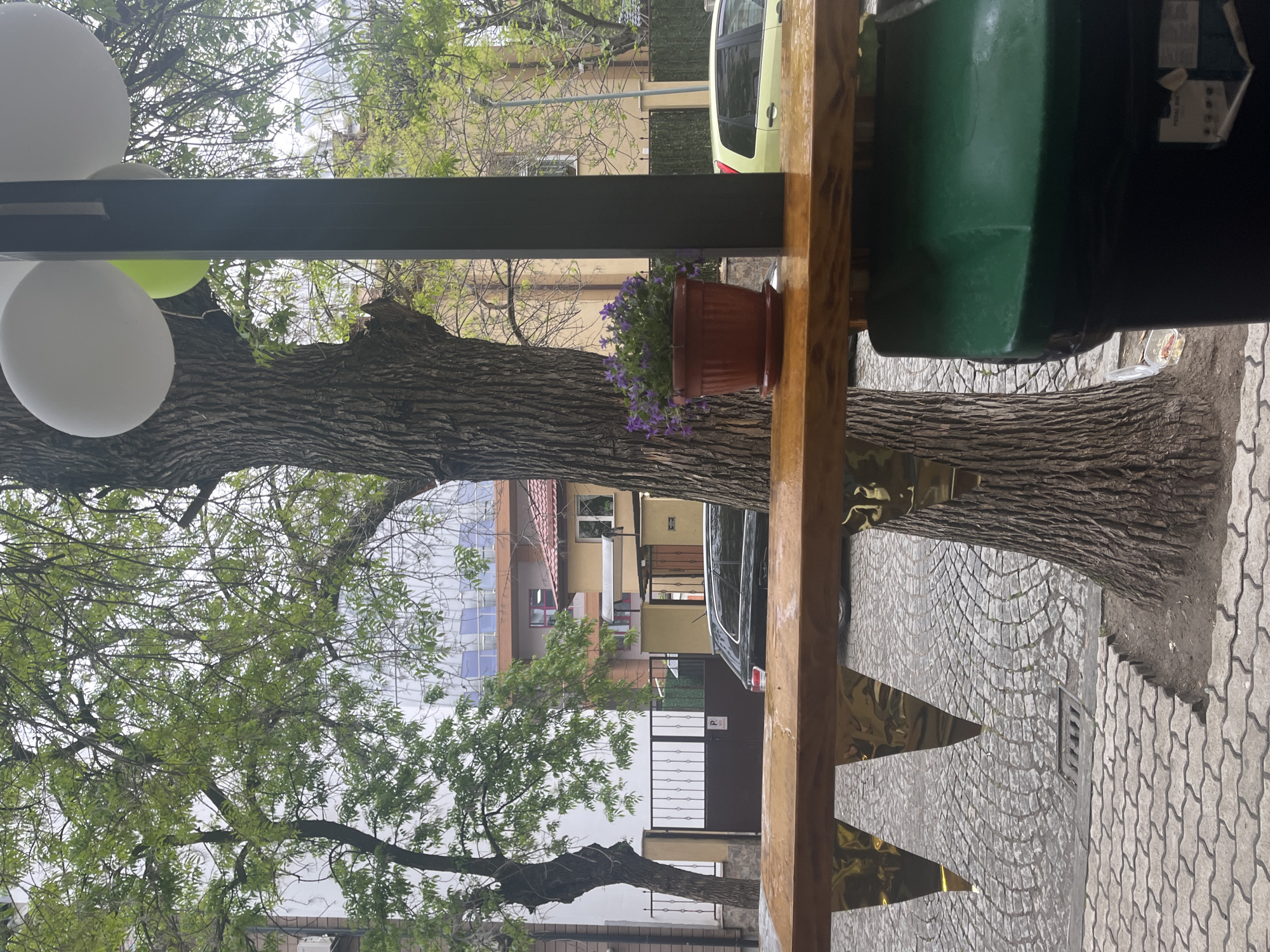 This media file, correctly oriented, presents a daytime view of a street scene, likely from a covered outdoor seating area. In the foreground, a wooden railing or beam runs horizontally, topped by a dark gray/black beam. On this wooden surface, a terracotta pot filled with purple campanula flowers is visible. To the left, several white balloons and one green balloon are suspended, suggesting a festive decoration.
A large tree trunk with deeply furrowed bark spans the left and central midground, its branches extending into a canopy of fresh green leaves against a light, overcast sky. Beyond the tree, residential buildings with varying architectural styles can be seen; one features a light yellow facade and a reddish roof, while another has a blue, possibly reflective, exterior.
On the right side of the street, a black car is parked in front of a dark metal gate that displays a white 'P' parking sign. Further down the street, a distinctive light yellow or lime green car is also parked. The street surface transitions from grey cobblestones to interlocking concrete pavers. A dark green object, possibly a large planter or bin, is partially visible on the far right, adjacent to the wooden structure. Two shiny, golden, triangular decorative elements are attached to the wooden structure in the lower right foreground.
The scene depicts a tranquil, urban residential setting, likely in spring or early summer due to the vibrant green foliage, under an overcast sky. No people are visible. The location context is Plovdiv, Bulgaria.