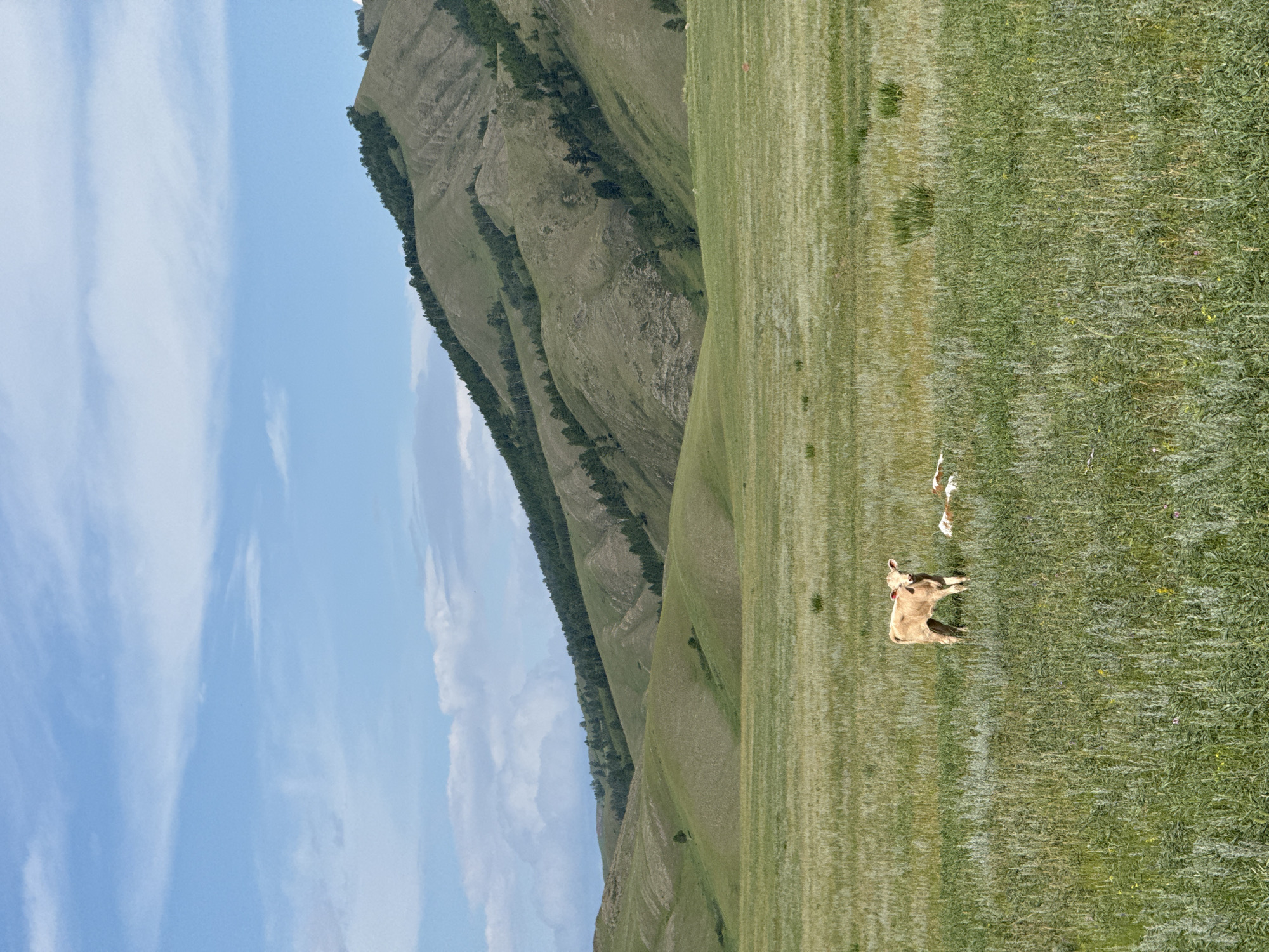 The image depicts a pastoral landscape with rolling, green hills under a blue sky with scattered white clouds. In the foreground, a vast field of tall, green grass stretches out. Two young cows are visible in the field. One cow, light brown in color, stands upright and faces the camera. To its right, another cow is lying down. The background features a series of undulating hills covered in green vegetation, with darker patches of trees scattered on their slopes. The overall scene is one of natural beauty and tranquility in a rural setting. The location is specified as Safronov, Russia.
