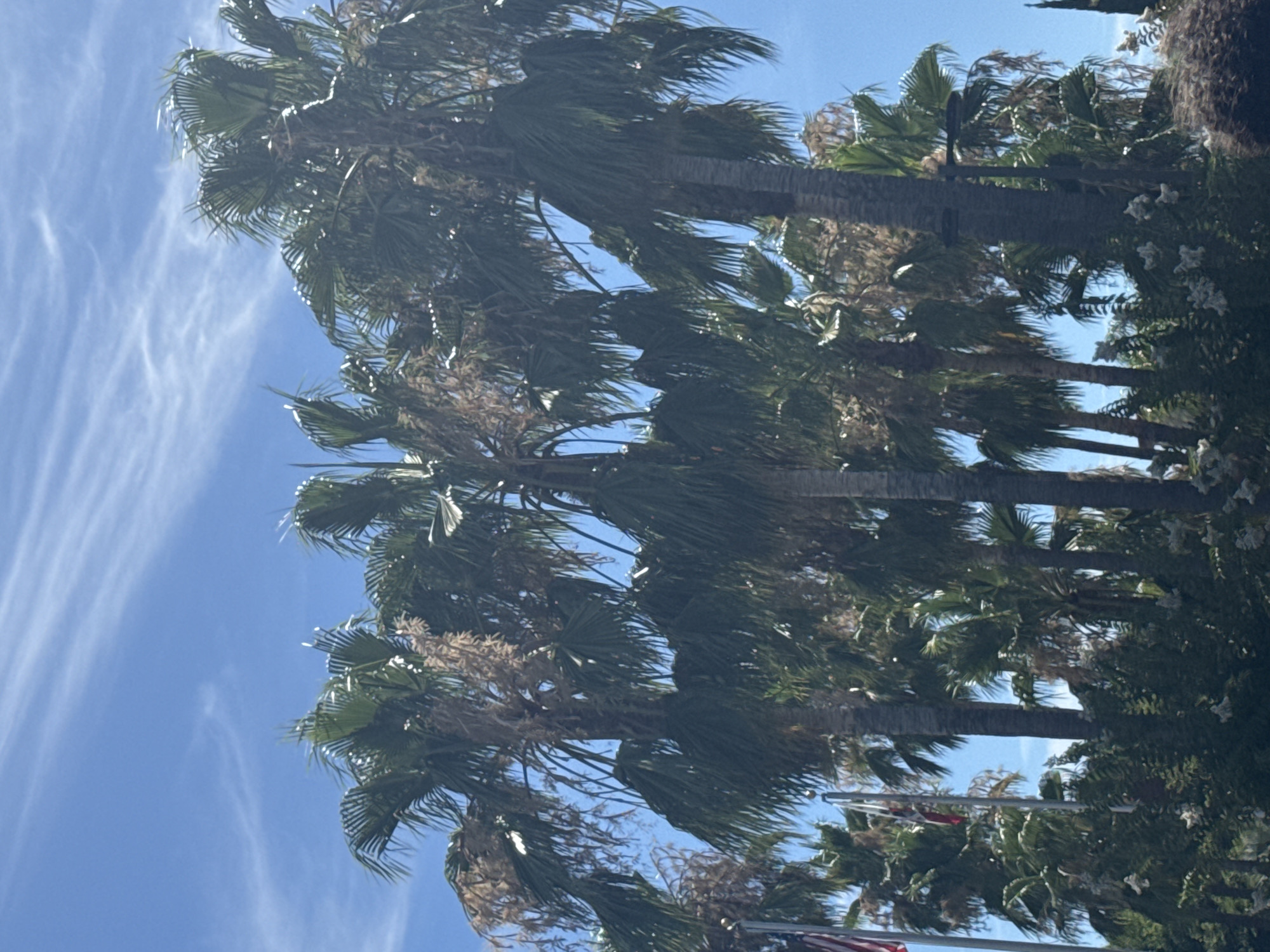 In Citrus Heights, United States of America, the image captures a bright, sunny day with a clear blue sky streaked with wispy white clouds. The foreground is dominated by a dense cluster of palm trees, their fronds appearing green and lush, though some of the older, dead fronds hang down from the trunks, creating a somewhat weathered appearance. In the mid-ground, flags are visible on poles. One flag appears to be the California state flag, red and white with a bear emblem, and another is the American flag. Below the palm trees, there is a profusion of green foliage, possibly shrubs and smaller plants, with some white flowers interspersed. The overall scene suggests a warm, possibly tropical or sub-tropical, environment within the city.