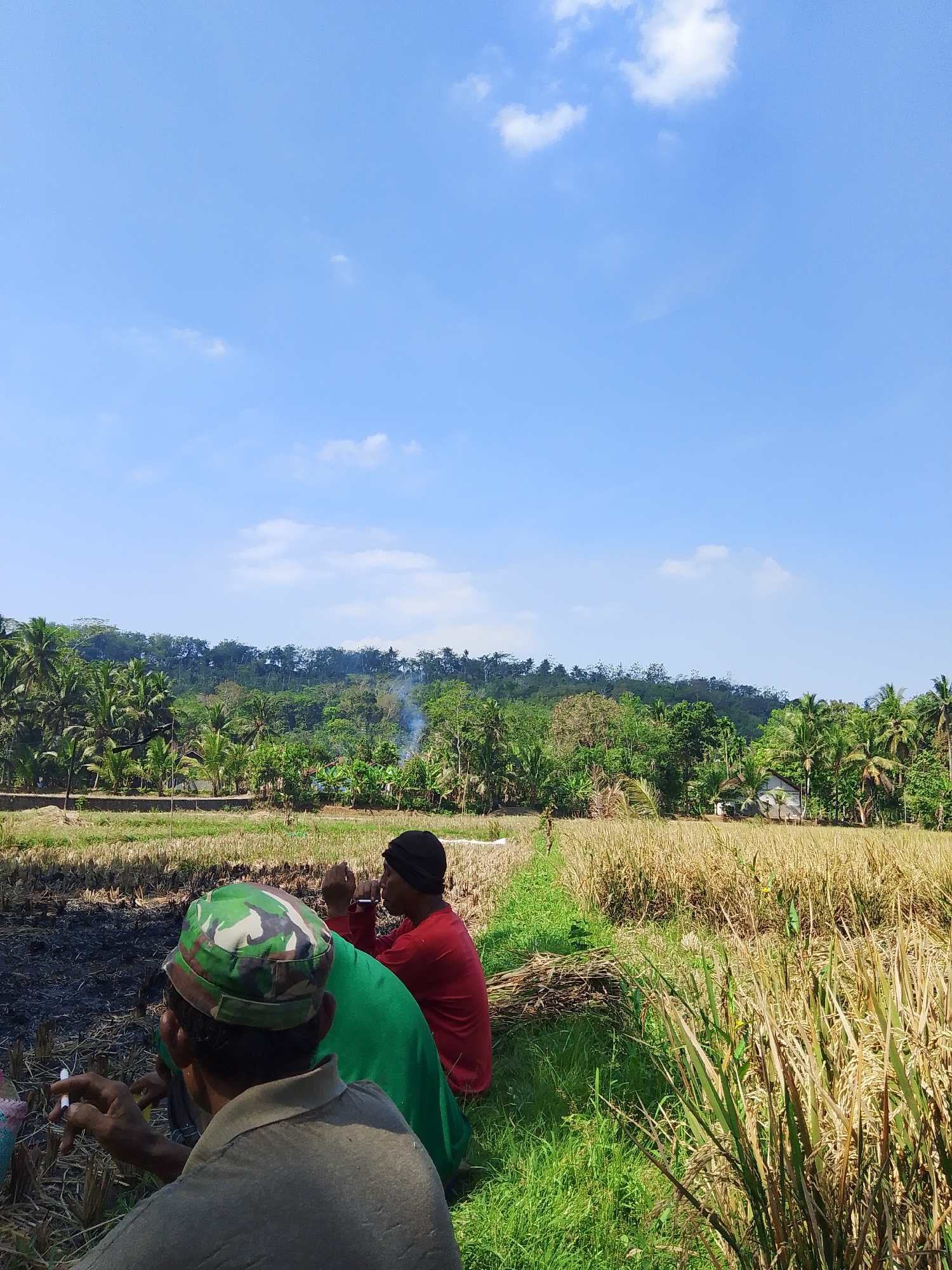 In Adimulya, Indonesia, two men are seated in a field, taking a break from their labor. The man in the foreground, wearing a camouflage-patterned cap and a grey shirt, holds a lit cigarette in his right hand. To his left, a second man, clad in a red long-sleeved shirt and a black cap, is also seated and appears to be smoking. They are positioned near a patch of burnt agricultural debris, with a field of dry, harvested rice stalks stretching behind them. The environment is rural, with lush green trees and palm trees forming a dense backdrop. In the distance, a small, white building is visible amidst the foliage. The sky above is a clear blue with scattered white clouds, suggesting a sunny day.