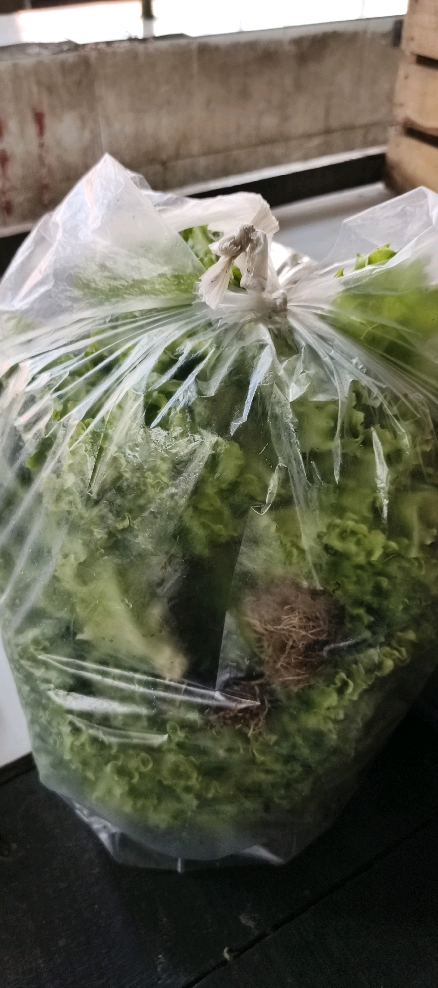 A bunch of lettuce in a plastic bag is pictured on a dark wooden surface. The lettuce is green and appears to be fresh. The plastic bag is clear and tied at the top with a white twist tie. In the background, a concrete wall with some red markings is visible, along with a wooden crate. The scene is indoors, possibly in a market or kitchen. The lighting is natural and appears to be coming from the right. The image was taken in Jambi, Indonesia.