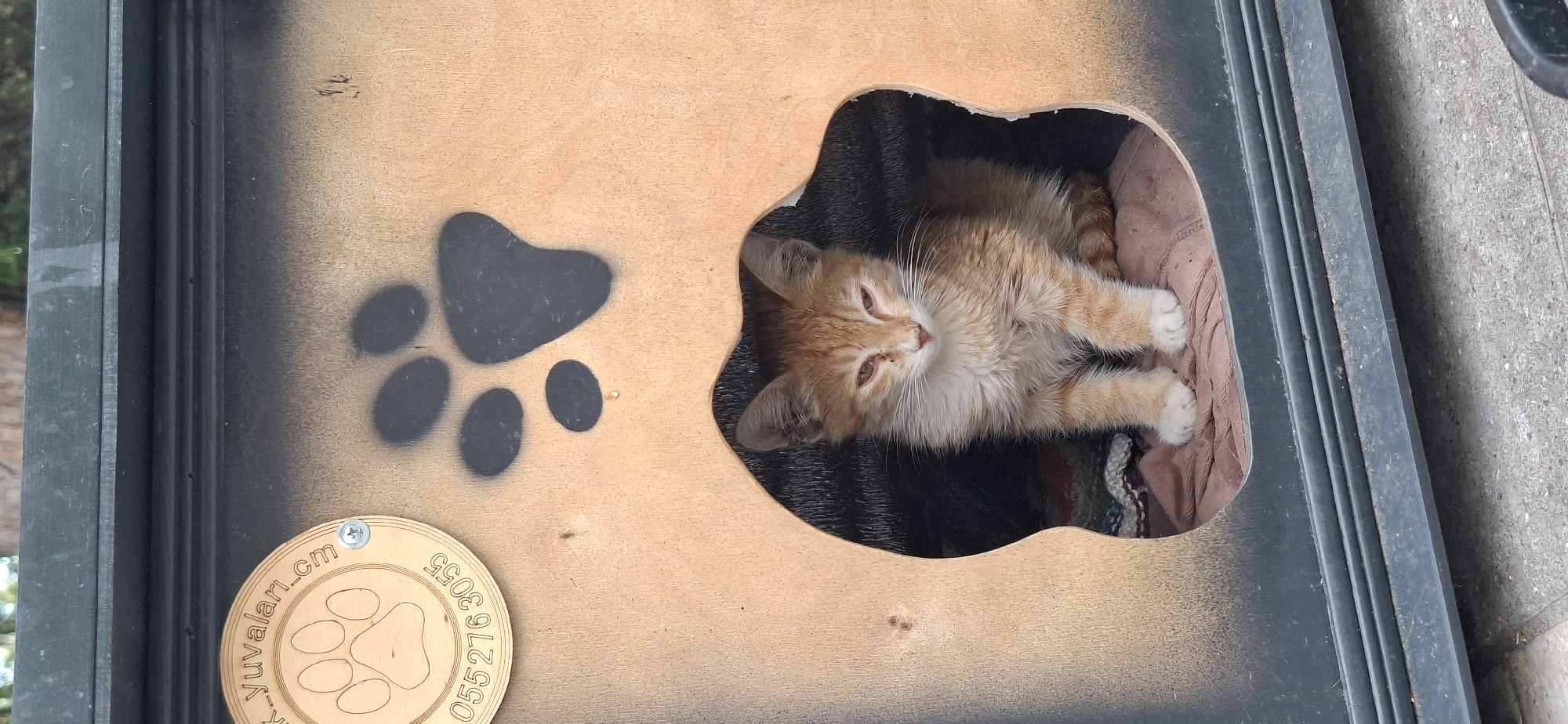 An orange tabby kitten sits in the entryway of a dark gray and tan wooden pet house. The pet house has a large paw print cutout, and a circular wooden plaque with a paw print and the text "_yuvuları.cm 0552763055" is attached to the upper left side. The kitten is facing forward with its front paws resting on a pink blanket. The interior of the pet house is dark. The pet house is placed outdoors on a gray concrete surface, with some greenery visible in the background.