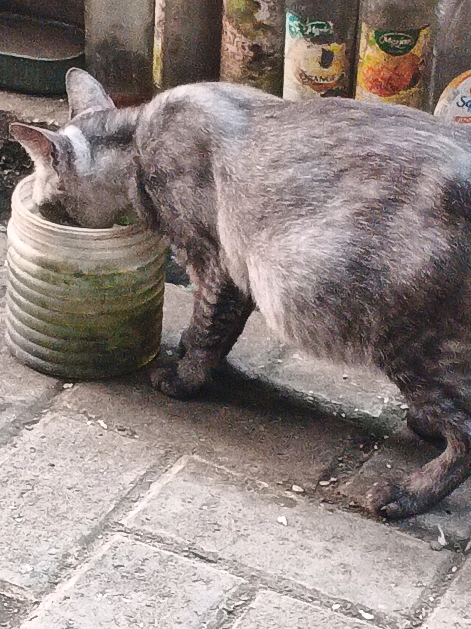 A tabby cat with gray and black stripes is eating from a cylindrical, ribbed container on a paved surface. The container appears to be made of plastic and has a greenish tint, possibly from its contents or residue. The cat's head is fully submerged in the container. In the background, there are several bottles and jars, some with labels that are partially visible. The ground is made of gray cobblestones or pavers. The scene is outdoors, with a focus on the cat and its immediate surroundings. The specific location is the city of Kadu, Indonesia.