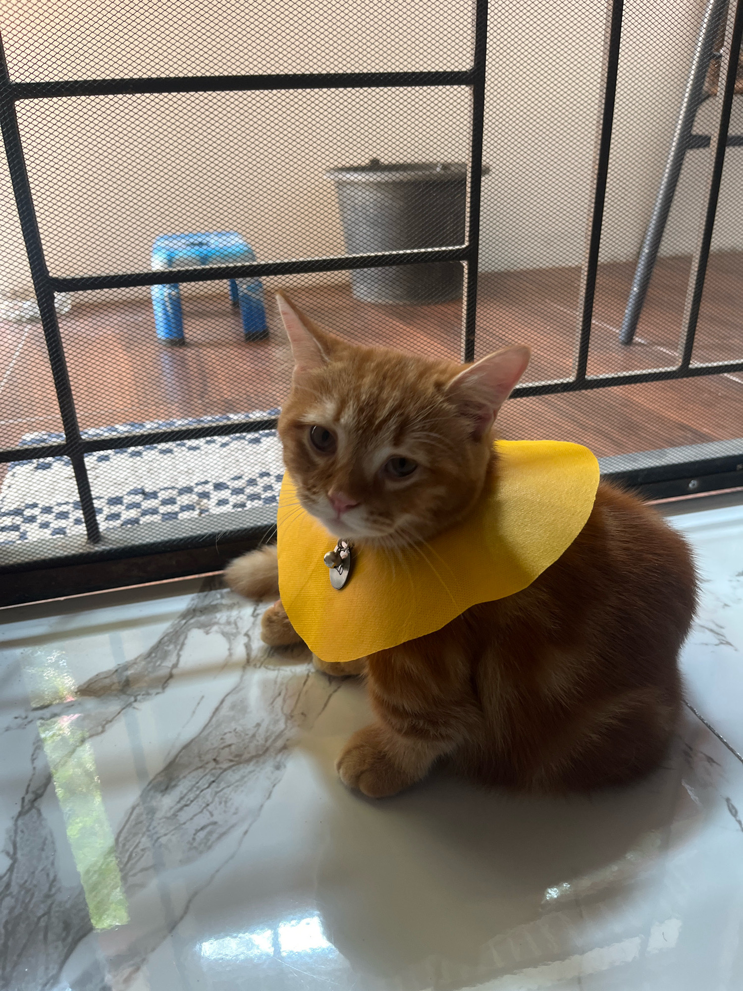 A ginger cat with a yellow collar is sitting on a tiled floor, in front of a screened door. The cat is facing the camera, with its head slightly tilted. The collar has a small, silver tag attached to it. Behind the cat, through the screen, a blue stool and a trash can are visible. The floor is white with gray marble-like veins. The lighting suggests it is daytime. The overall scene is indoors, likely in a residential setting in Kemang, Indonesia.