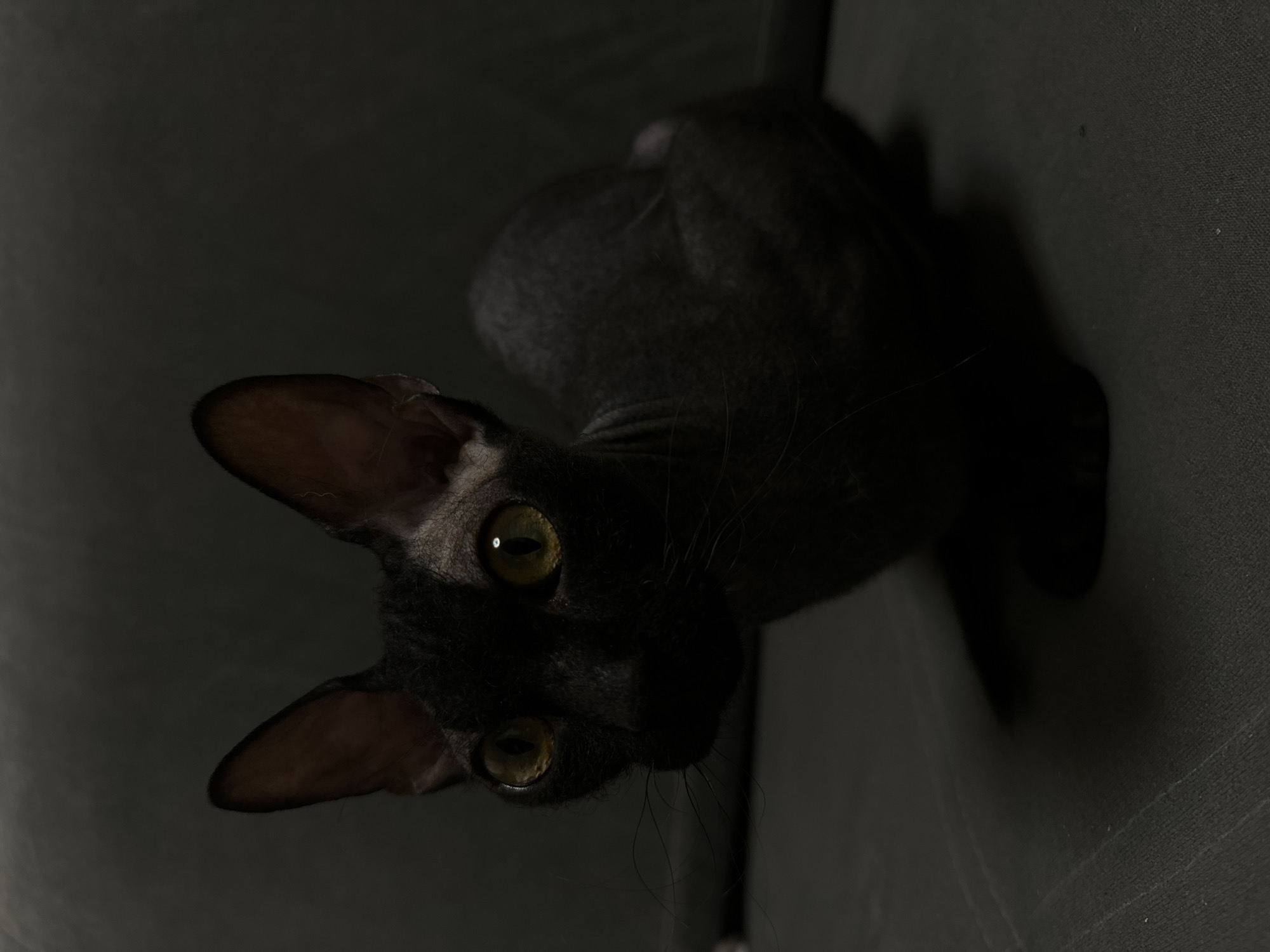 A dark-furred Sphynx cat is sitting on a dark gray, textured surface, likely upholstery. The cat is positioned in the center of the frame, facing towards the viewer's left. Its large, prominent ears are pointed upwards, and its large, round eyes are a striking yellow-green, reflecting light. The cat's skin appears wrinkled, particularly around its face and neck. Long, sparse whiskers extend from its muzzle. The lighting is dim, casting soft shadows and creating a moody atmosphere. The background is a uniform dark gray, blending with the cat's fur and the surface it sits on. There is no visible indication of Chaikovsky, Russia, or any urban environment. The scene is domestic and focused solely on the cat.