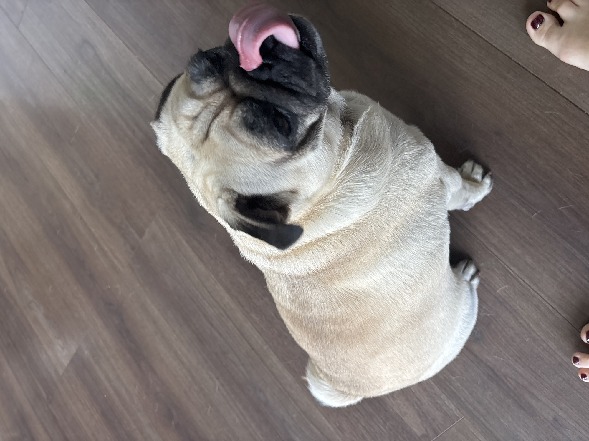 A fawn-colored pug dog is sitting on a dark brown wooden floor. The dog's tongue is extended, licking its nose. Its ears are black and floppy. In the lower right corner of the image, a person's feet are visible, with dark red nail polish on their toenails. The scene appears to be indoors, with the wooden floor suggesting a home environment. The image does not provide any information about the city of Sochi, Russia.