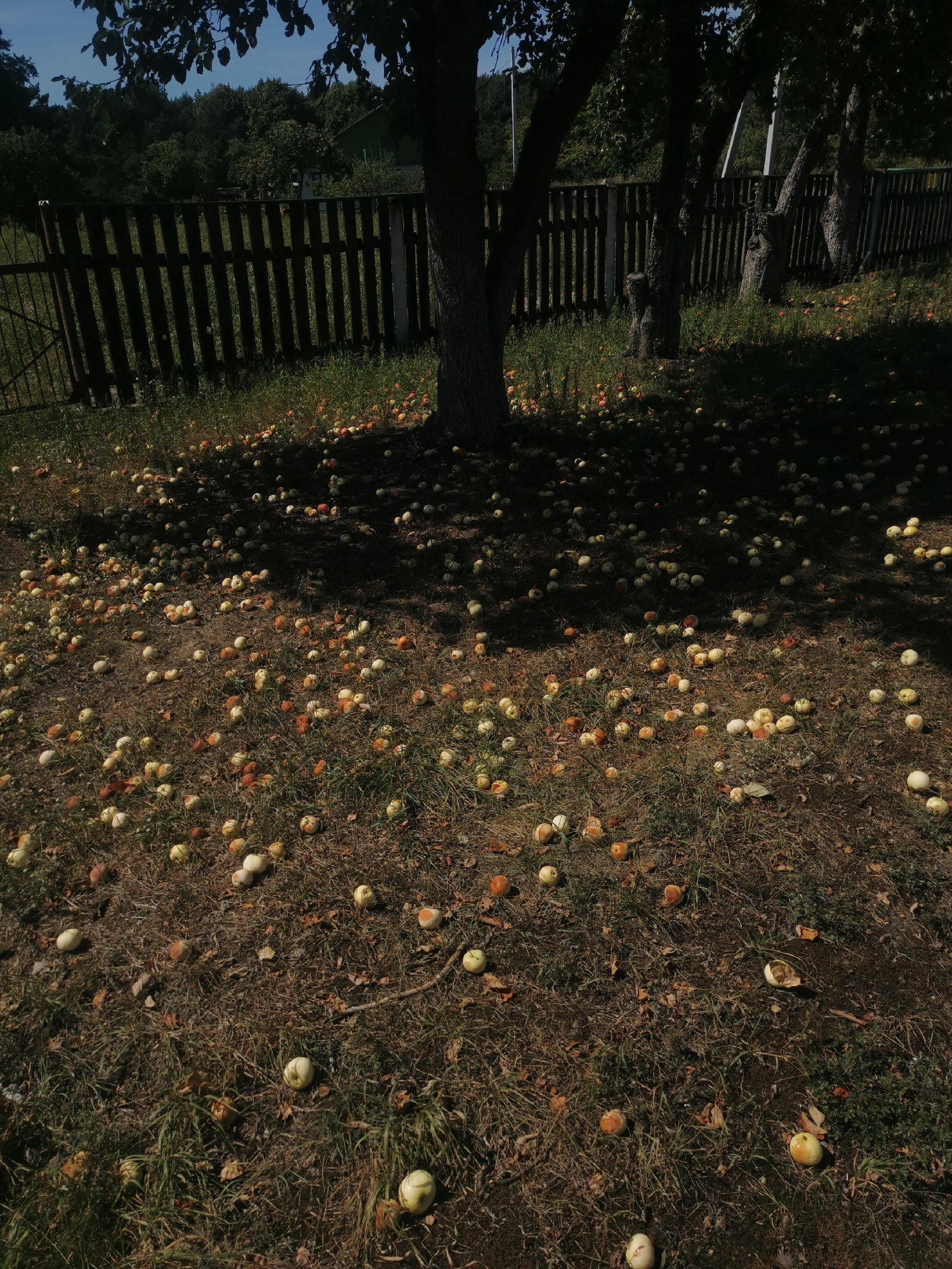 The image depicts an outdoor scene with a focus on a patch of ground covered in grass, fallen leaves, and numerous apples. Several apple trees are visible, with their trunks casting shadows across the ground. A wooden fence runs across the background, partially obscured by trees and foliage. Beyond the fence, a small building and more trees are visible under a clear sky. The apples are scattered, some whole and others showing signs of decay or being eaten. The overall impression is one of an orchard or garden area, likely in a rural setting given the presence of the fence and the abundance of fallen fruit. No people are present in the image. The location is identified as Scharchowski Sel'ski Savet, Belarus.