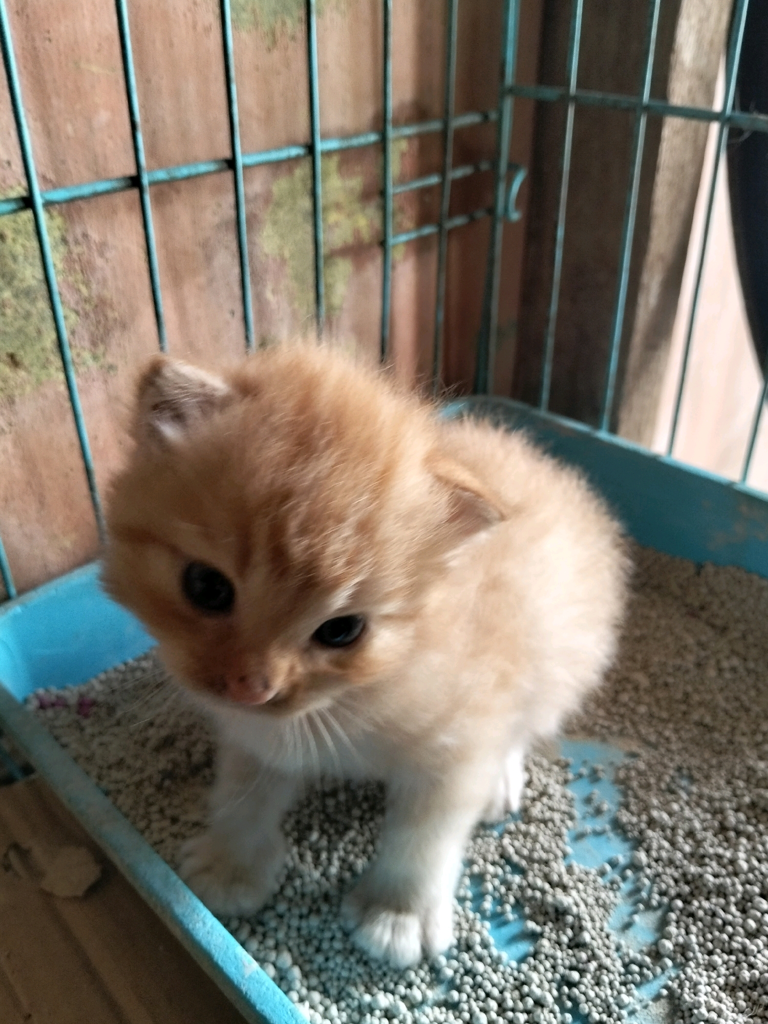 A ginger kitten is pictured in a blue litter box filled with gray pellets, likely in a cage, with a rustic, textured wall in the background. The kitten is facing the viewer, with its large, dark eyes looking down. Its fur is fluffy and light ginger, and it has small, pointed ears. The litter box appears to be partially used, with some of the pellets showing moisture. The background wall is unevenly textured and appears to be made of brick or cement, with some greenish discoloration. The cage bars are a pale blue-green color. The scene is likely indoors, possibly in a home or shelter.