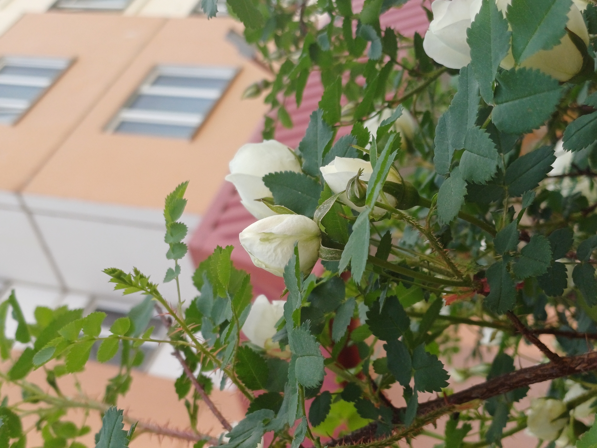 A close-up shows white rose buds and green leaves on a thorny stem. The background reveals a blurred building with windows, suggesting an urban setting. Location: Unknown, Unknown.