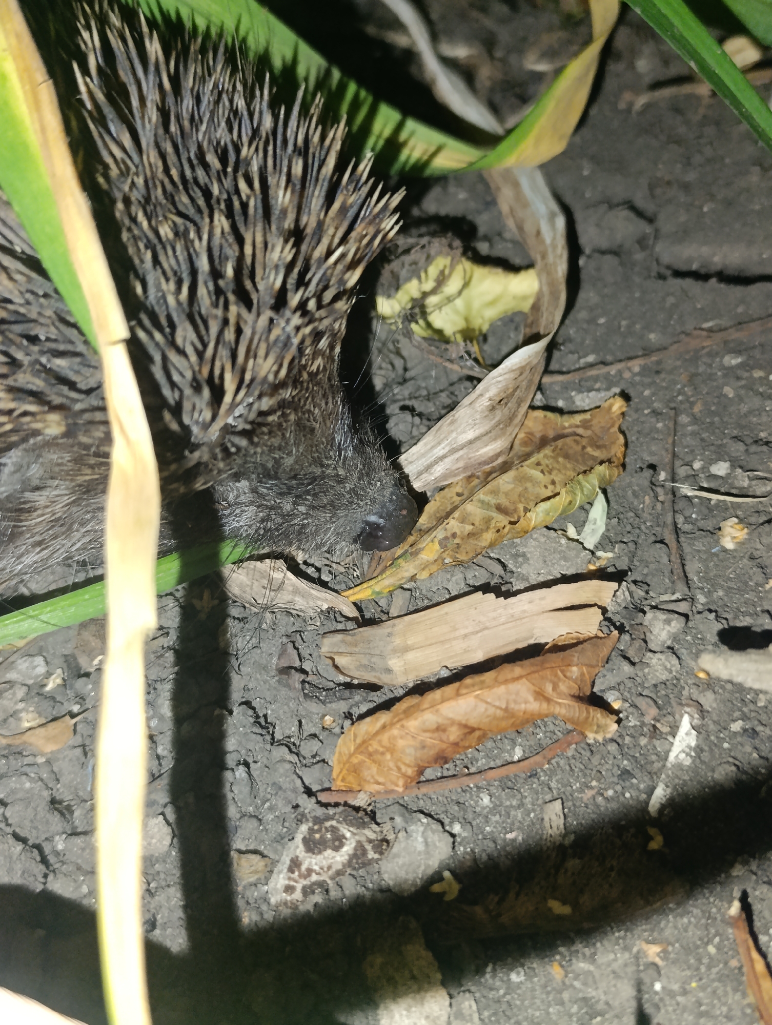A close-up, low-angle shot shows a deceased hedgehog lying on cracked, dark soil. Dried leaves are scattered around the animal's body. In the upper left and left portions of the frame, green and yellow blades of grass, as well as a light-colored stalk, frame the scene. The hedgehog's quills are visible, and its snout is pointed towards the right. The environment suggests an outdoor setting, possibly a garden or park within the city of Zlatopil, Ukraine, given the presence of vegetation and soil. The lighting indicates it may be nighttime or a dimly lit area.