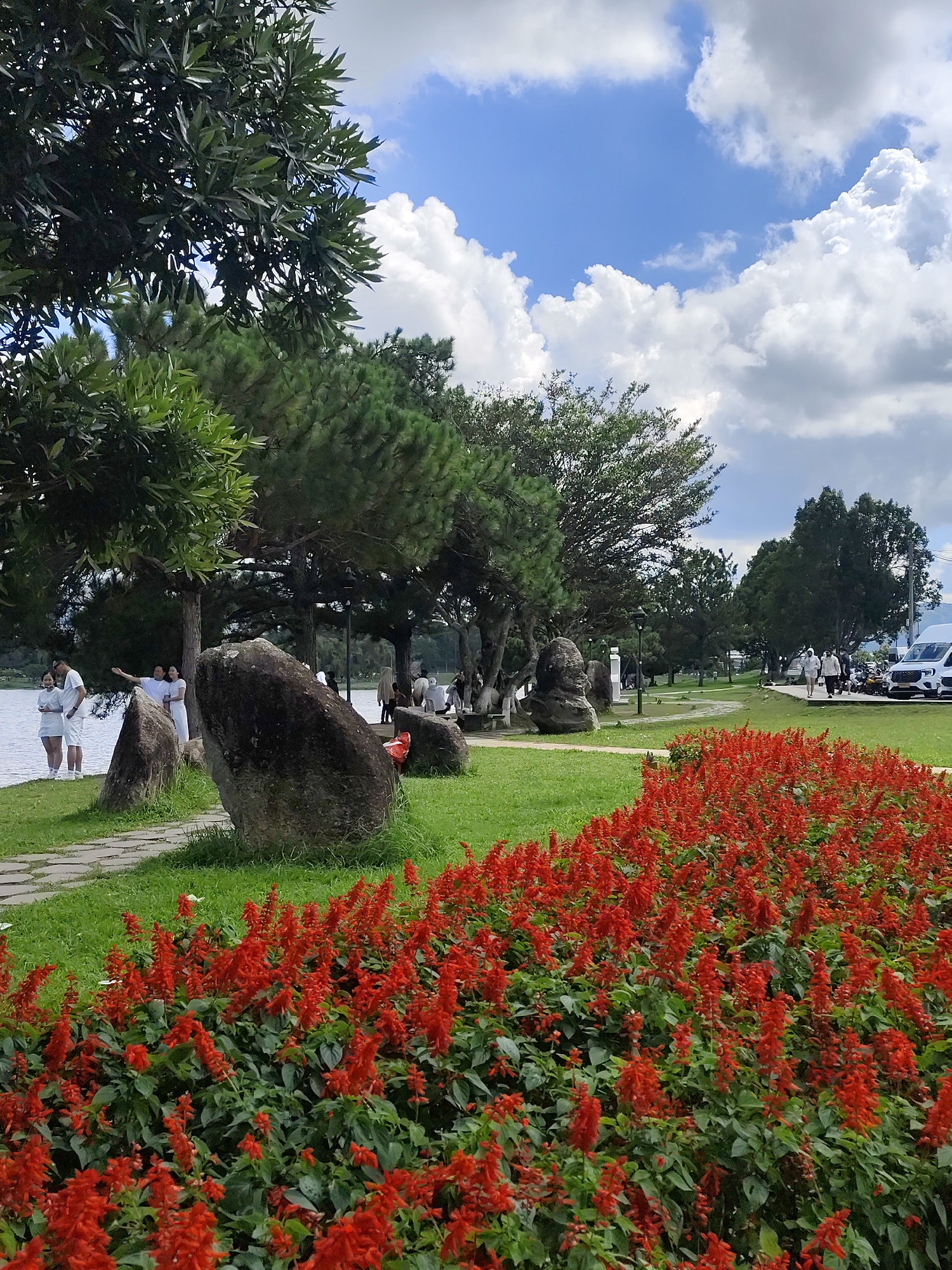 The image depicts a scenic outdoor scene in Da Lat, Vietnam, likely at Xuan Huong Lake or a park adjacent to it. In the foreground, a vibrant bed of red salvia flowers stretches across the bottom half of the frame, bordered by lush green grass. A paved walkway made of irregular stone slabs meanders through the grass, leading towards the background. Several large, dark grey rocks are strategically placed along the walkway and the grassy area.
In the middle ground, a body of water, presumably Xuan Huong Lake, is visible, with trees and pine trees lining its bank. A group of people are gathered near the water's edge, some standing and interacting. Further in the background, more trees and park features like lampposts are visible. On the right side of the frame, several vehicles, including a white van and motorcycles, are parked, suggesting a public area. The sky above is a bright blue, dotted with large, fluffy white clouds, indicating a pleasant day. The overall impression is one of a well-maintained public park offering a serene natural setting within the city.
