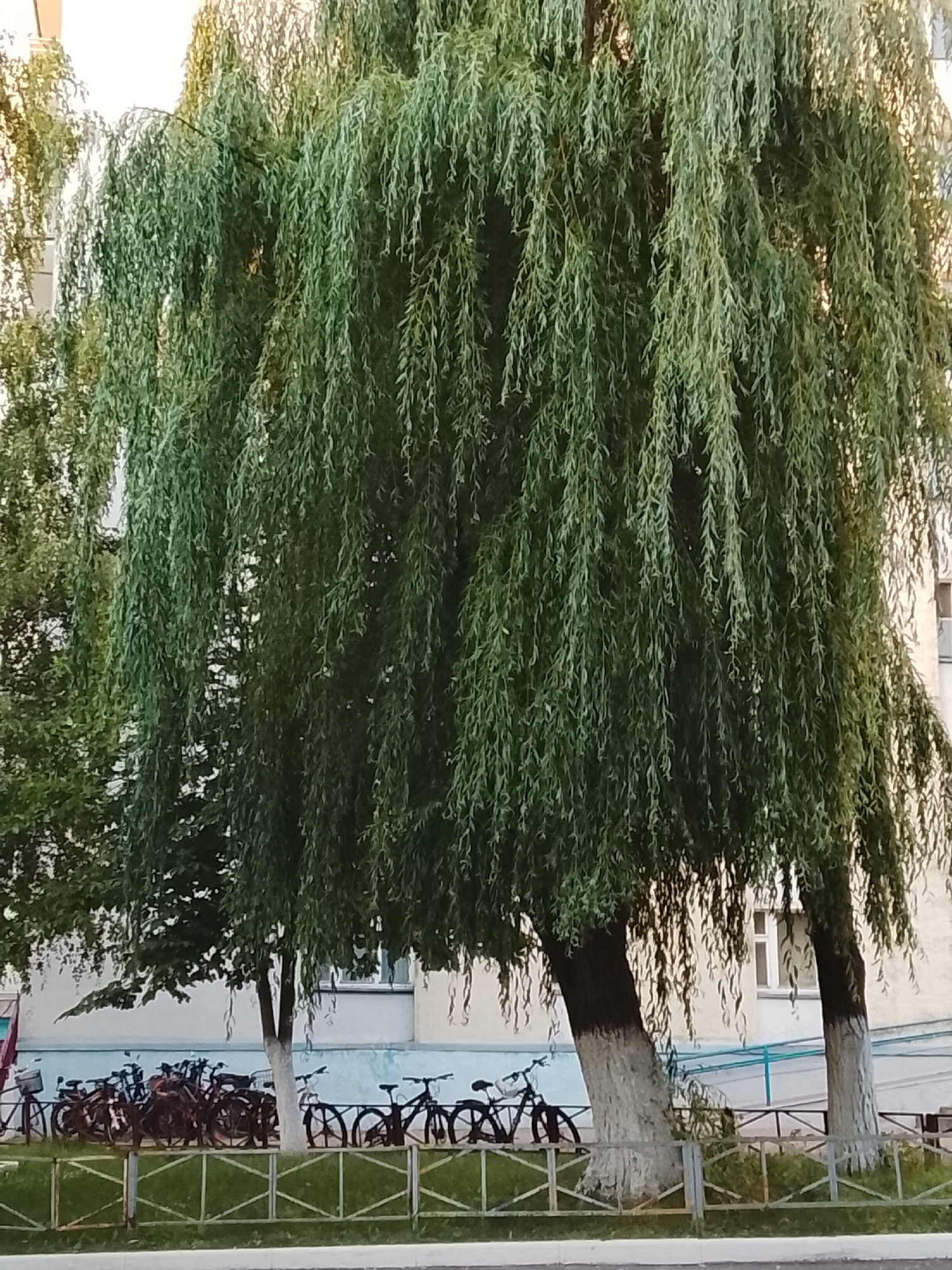 A large weeping willow tree dominates the foreground of this outdoor, medium-shot photograph. Its long, green, drooping branches hang down, obscuring much of the background. Behind the tree, a light-colored building with windows is visible, suggesting an urban or suburban setting. Several bicycles are parked in a row in front of the building, some leaning against each other, behind a metal fence. The bicycles are dark in color and appear to be standard adult-sized models. The setting appears to be a public area, possibly a courtyard or a sidewalk.
The light in the image suggests it is daytime, with a slightly hazy or overcast sky, as there are no strong shadows. The overall mood is calm and unremarkable. There is no visible text in the image. The context provided indicates the location is Zhlobin, Belarus.