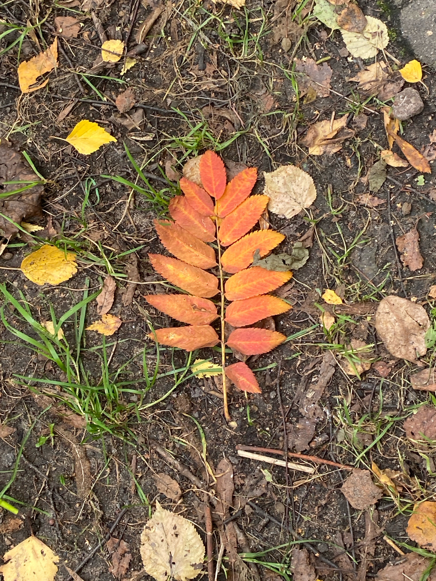 An overhead, full shot captures a single branch of a rowan tree with its leaves displaying vibrant autumnal colors of orange and red, laid diagonally across a patch of damp, dark soil covered with scattered dry leaves, grass, and small twigs. The leaves on the branch are compound, with each leaflet having a serrated edge. Several single, yellow and brown leaves are dispersed on the ground around the branch, some of which appear to be partially decayed. The environment suggests an outdoor setting, possibly a park or wooded area. No people are visible in the image. The scene is static, presenting a natural composition of fallen foliage on the ground. The lighting is diffused, indicating an overcast or shaded condition. The image does not provide any specific landmarks or contextual information to pinpoint its exact location within Ivanteyevka, Russia, beyond it being an outdoor area with deciduous trees.