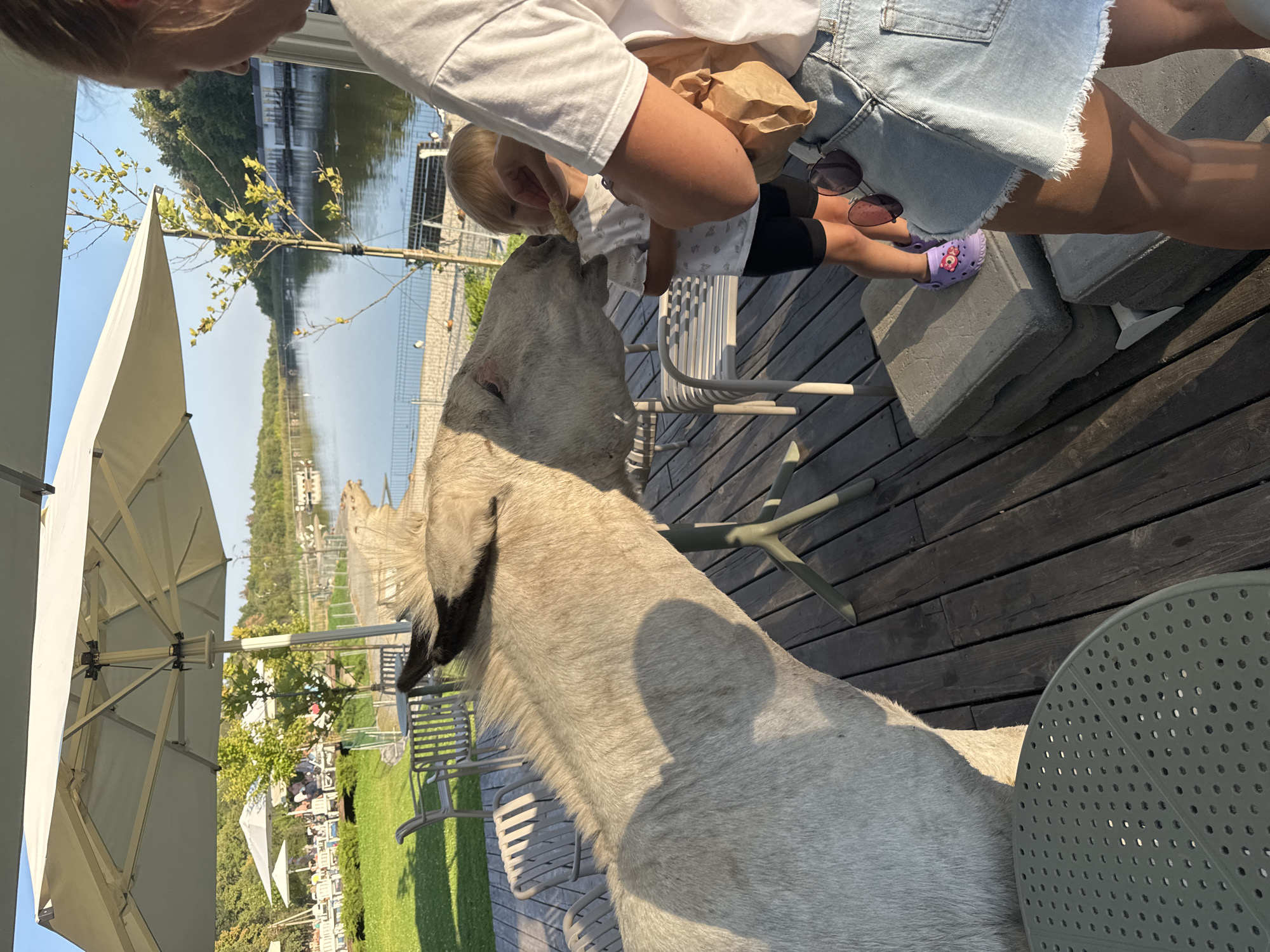 The image depicts a scene at a lakeside establishment, possibly a cafe or restaurant, in Orlivshchyna, Ukraine. In the foreground, a light-colored donkey is being fed by a child, with an adult standing nearby. The donkey's head is extended towards the child, who is holding a piece of food. The adult is holding a brown paper bag, presumably containing more food. The child is wearing a white t-shirt and black shorts, with purple Crocs. The adult is wearing a white t-shirt and a denim skirt. They are standing on a wooden deck. In the background, there is a body of water, with buildings and trees lining the far shore. Several umbrellas and outdoor seating are visible, suggesting a recreational area. The overall lighting indicates it is daytime, likely late afternoon due to the long shadows.