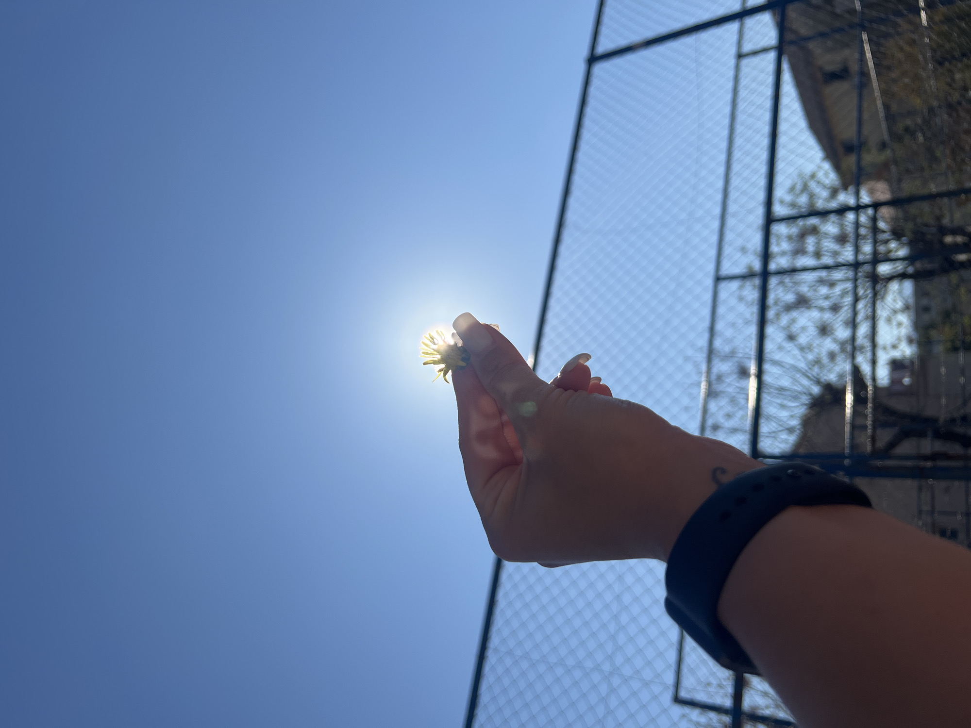 An upward-facing shot against a clear blue sky captures a fair-skinned hand holding a small yellow flower, obscuring the sun's light. The hand, wearing a dark-colored smartwatch, has manicured fingernails. A faint tattoo is visible on the wrist. In the background, a chain-link fence is visible, with a building and trees discernible through the mesh. Although the precise location cannot be determined from the image, the prompt suggests the city of Budva, Montenegro.