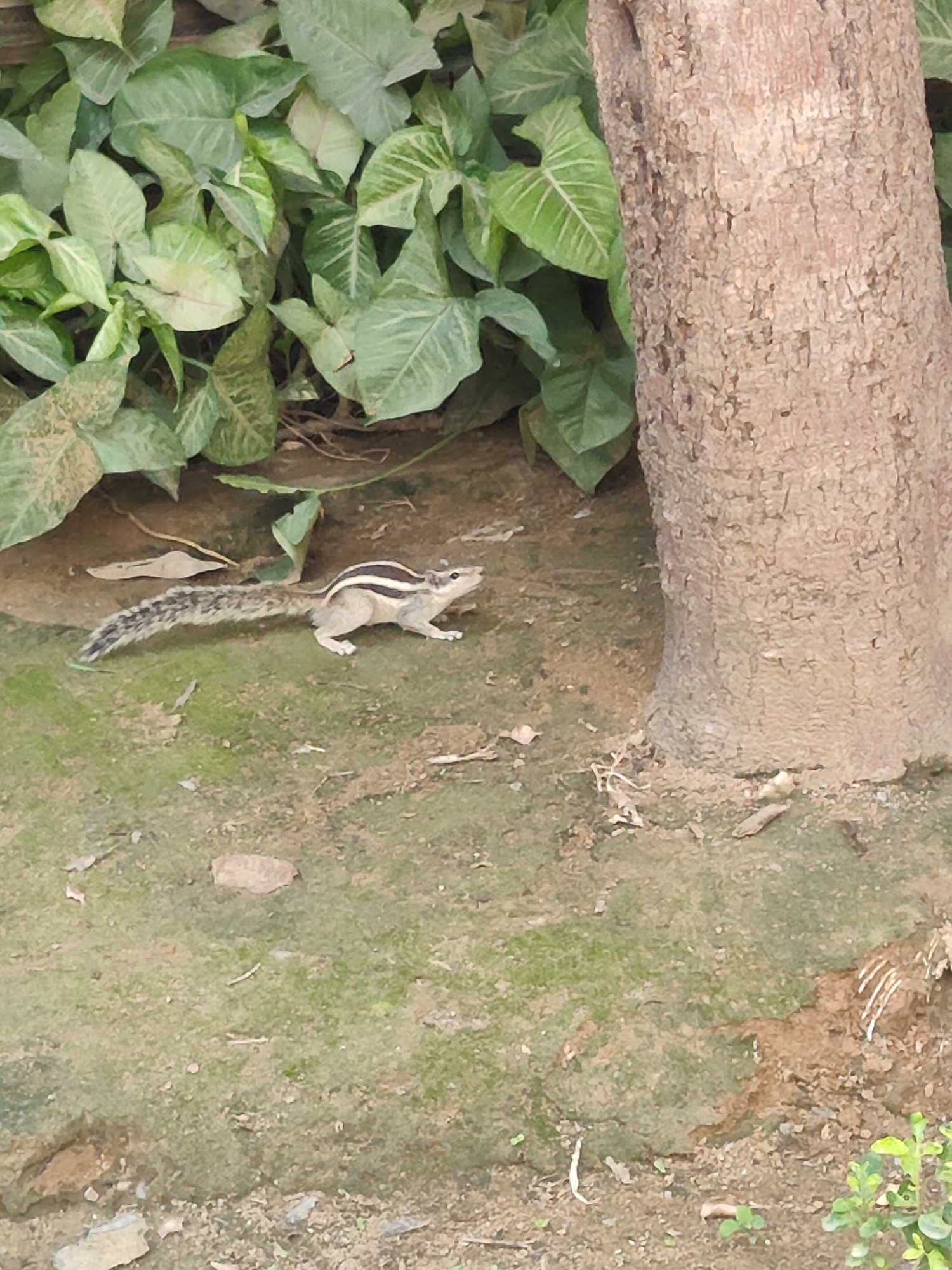 The image shows a squirrel on the ground near a tree. The squirrel is light brown with dark stripes and a bushy tail. It is facing to the right and appears to be alert. The ground is covered with dirt and some patches of moss. Behind the squirrel, there are green leaves from a plant, and to the right, the rough bark of a tree is visible. The scene appears to be outdoors, possibly in a park or garden. Gurgaon is a city in India, known for its modern infrastructure and green spaces.