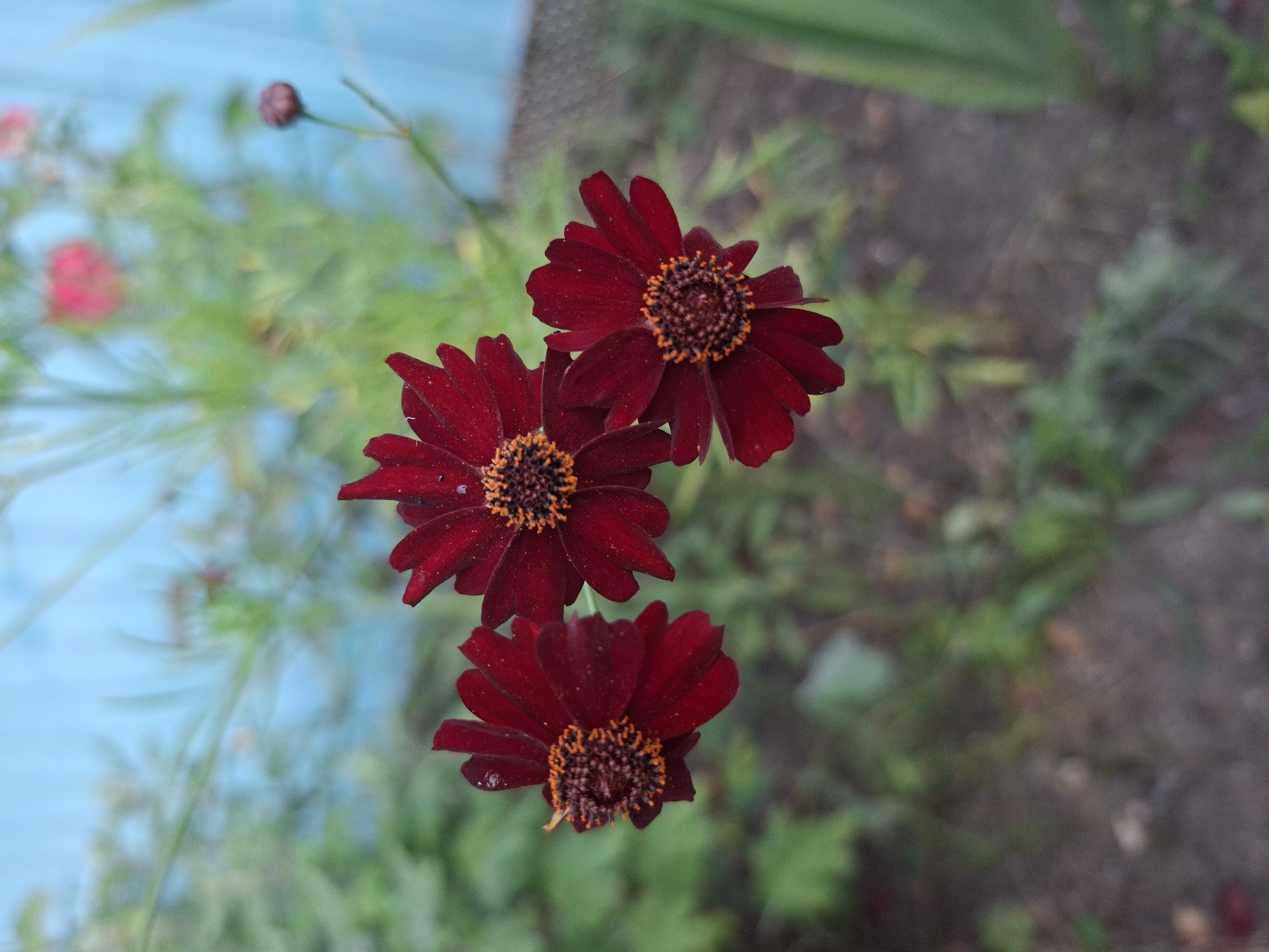 In Gorkovskiy, Russia, three dark red flowers with orange centers are in focus in the foreground. The flowers have delicate, dark red petals and a detailed, textured center. Behind the flowers, the background is blurred, showing green foliage and a bright blue wooden fence. The overall scene depicts a close-up view of these flowers in a garden setting.