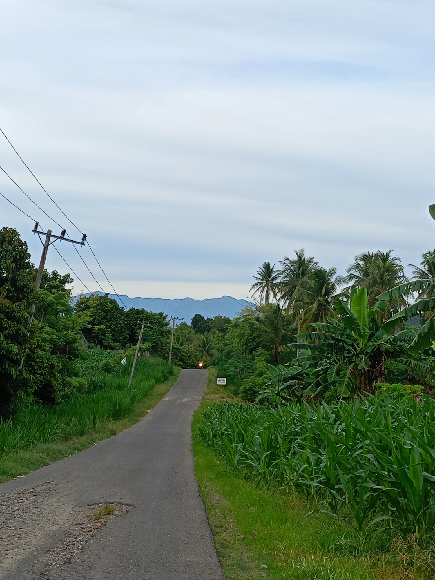 A medium-angle shot captures a rural road in Cotjrat, Indonesia. The asphalt road, showing signs of disrepair with patches and cracks, stretches into the distance, ascending slightly. A single vehicle with illuminated headlights is visible on the road ahead. Lush vegetation flanks both sides of the road, with a dense growth of what appears to be corn on the right. Trees, including palm trees, are visible beyond the vegetation, partially obscuring the horizon. Power lines are strung along the left side of the road. In the background, distant mountains are visible under a cloudy sky. The overall scene suggests a rural or agricultural setting.