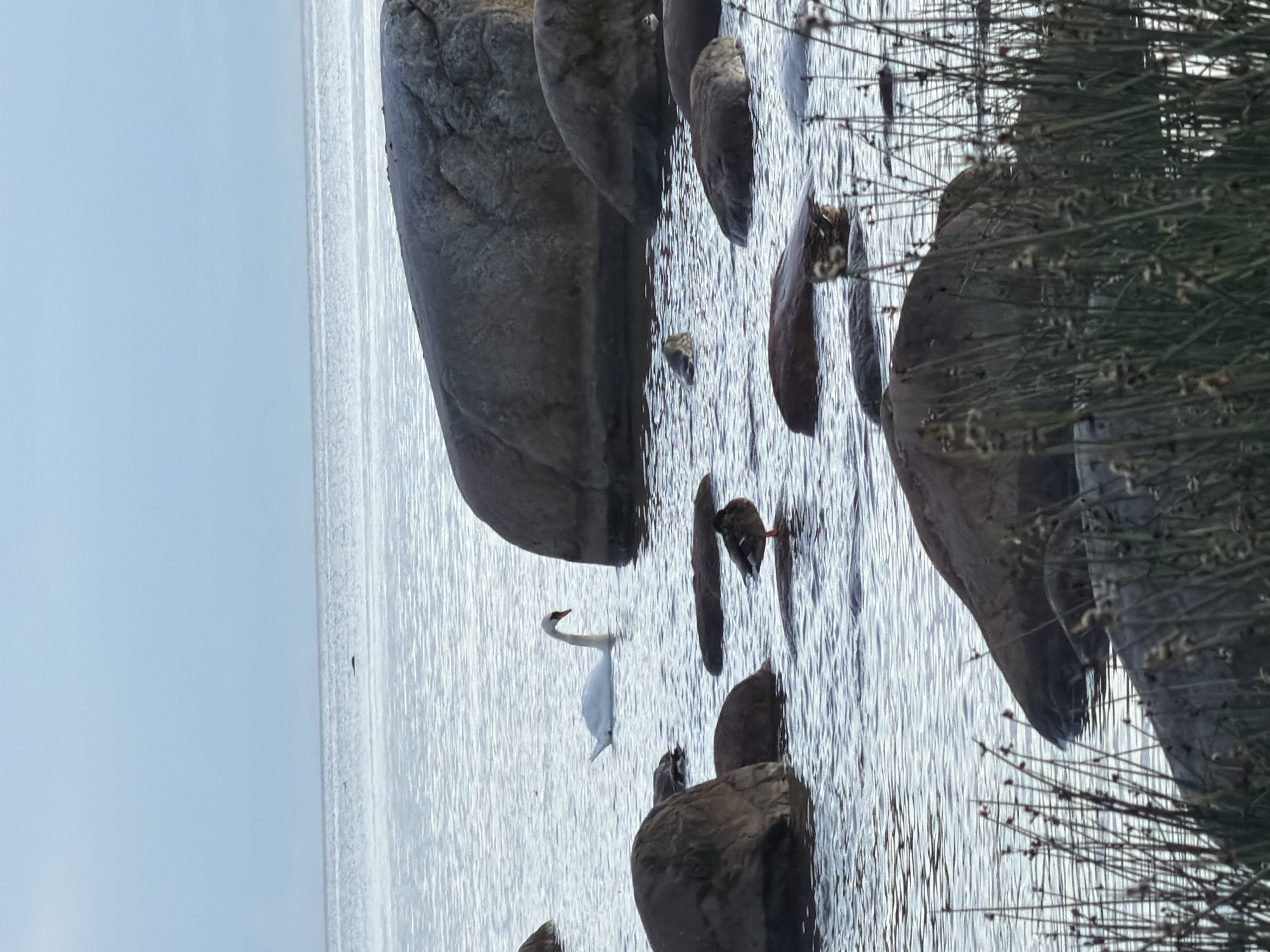 This image depicts a serene natural scene at the coast of Haabneeme alevik, Estonia. The water is calm with gentle ripples reflecting the overcast sky. Large, smooth rocks are scattered throughout the water, some partially submerged and others breaking the surface.
In the middle ground, a graceful white swan swims serenely. To its right, a brown duck stands on a rock, its body angled slightly away from the viewer. In the foreground, tall, thin reeds with seed heads are growing along the water's edge, partially obscuring some of the foreground rocks. The overall impression is one of tranquility and natural beauty.