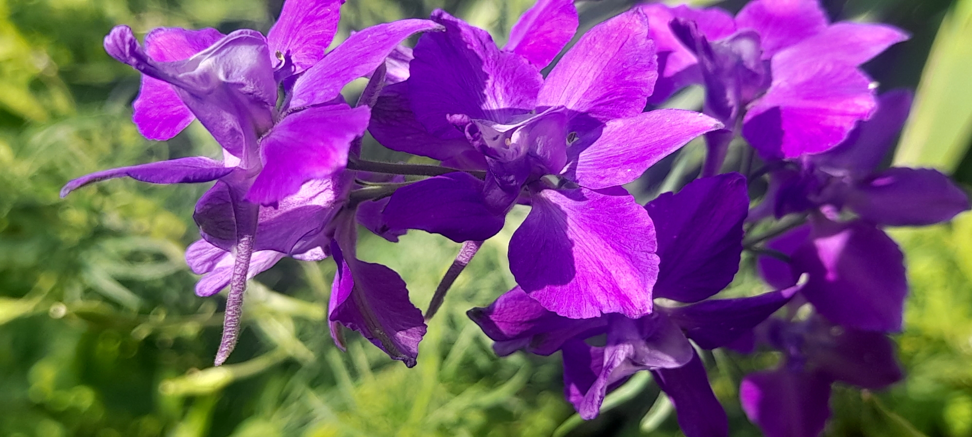 This close-up photograph captures a cluster of vibrant purple delphinium flowers in bloom. The flowers are the primary subject, with their delicate petals and intricate structures prominently displayed. They are positioned in the foreground, with a soft, blurred background of green foliage, suggesting an outdoor garden setting. The sunlight illuminates the flowers, highlighting their rich color and texture, and casting subtle shadows that add depth. One can observe the detailed pistils and stamens within the blossoms. The overall mood is serene and natural, evoking the beauty of a summer day. No people, objects, text, or specific events are visible. The location context provided is Krasnodar, Russia.