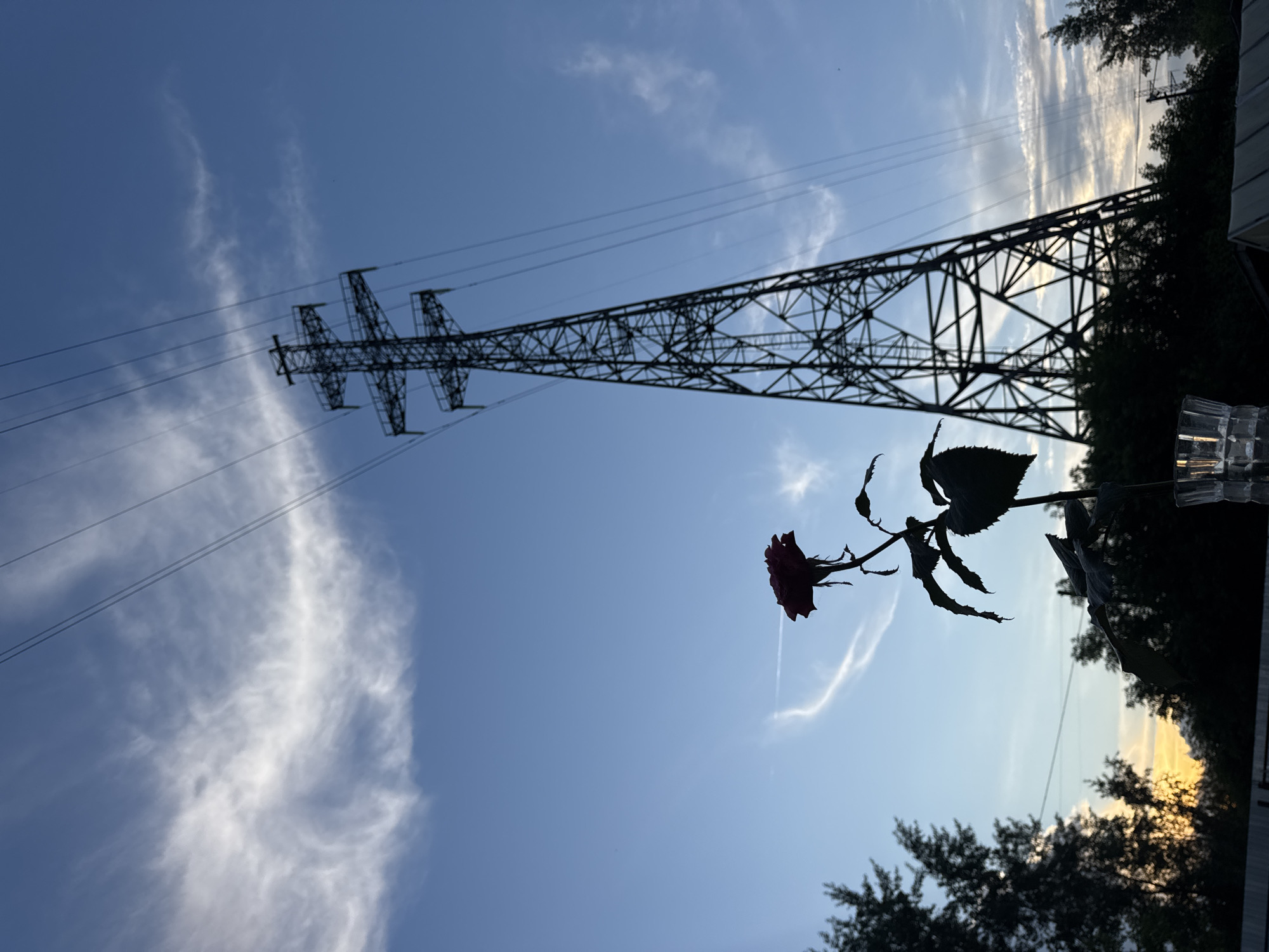 A single, dark red rose, silhouetted against a twilight sky, is positioned in the foreground of the image. The rose is on a stem with several leaves and is held in a clear glass. Behind the rose, a large power transmission tower dominates the frame, its dark lattice structure contrasting with the pale blue sky. Several power lines stretch from the tower across the sky. In the background, the silhouettes of trees and a fence line are visible, with hints of a sunset or sunrise peeking through the trees on the left side of the image. The overall scene suggests an outdoor setting, likely in a semi-rural or suburban area, possibly on the outskirts of Chaikovsky, Russia, given the presence of power infrastructure common in such regions.