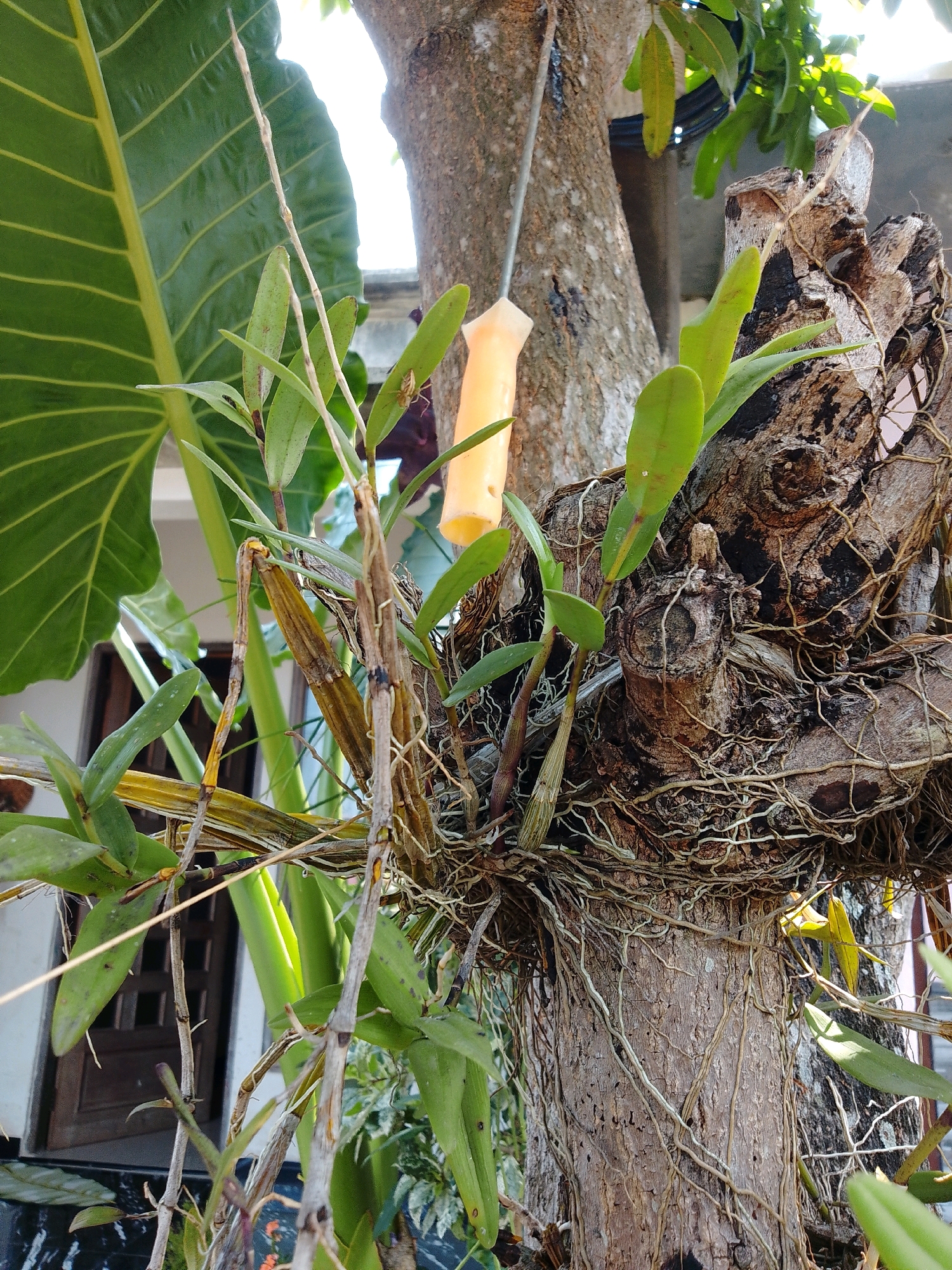 The image shows an outdoor scene in Cikal, Indonesia, focusing on a tree trunk that has been adorned with orchids and other plants. The tree trunk is rough and textured, with numerous aerial roots from the orchids clinging to its surface. Several orchid stems and leaves are visible, with some showing signs of maturity and others appearing as new growth. Among the vegetation, a small, bright orange object, possibly a feeder or a decorative element, hangs from a thin wire attached to the tree. In the background, a large, green leaf from another plant is prominent on the left side of the frame. Further in the background, a building with a wooden door and windows is partially visible, along with hints of other foliage. The lighting suggests it is daytime, with sunlight filtering through the leaves and casting shadows. There are no people or animals directly visible in the frame.