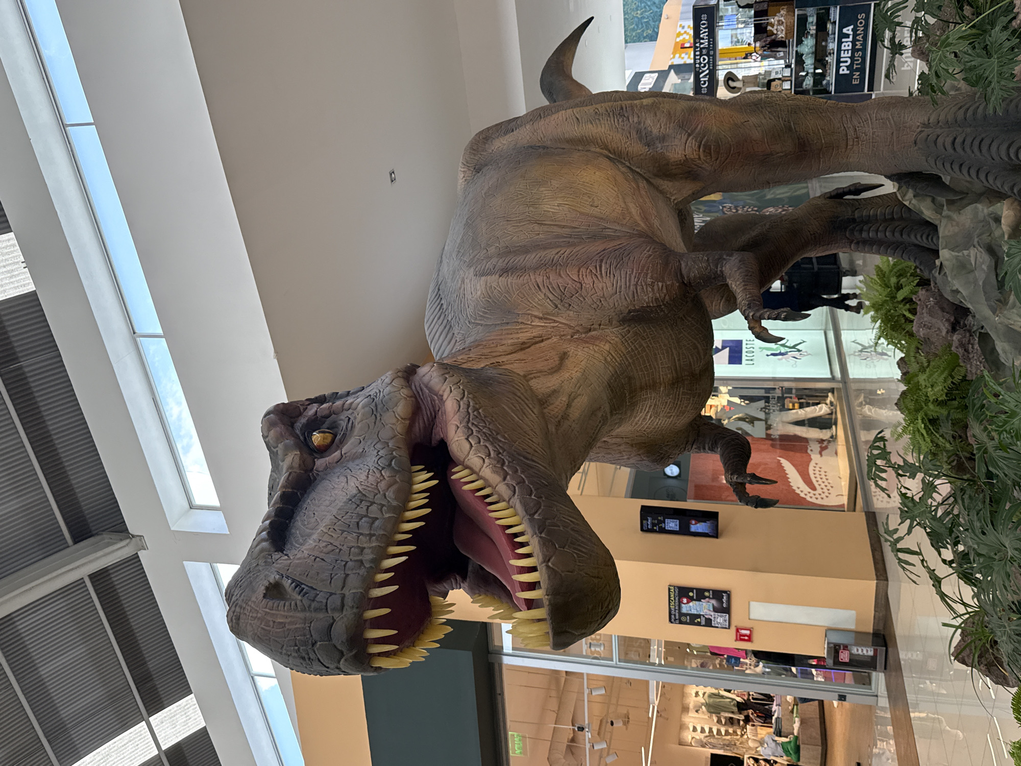 The image shows a large, animatronic model of a Tyrannosaurus Rex dinosaur, displayed inside a shopping mall or commercial space. The dinosaur's mouth is open, revealing teeth and a tongue. The interior mall setting features retail stores and decorative greenery around the dinosaur model. Signs in Spanish can be seen on the stores, referencing "Puebla" and "Cinco de Mayo," suggesting the mall may be located in San Francisco Ocotlán, Mexico, near the city of Puebla. The dinosaur display appears to be a promotional exhibit in the mall.