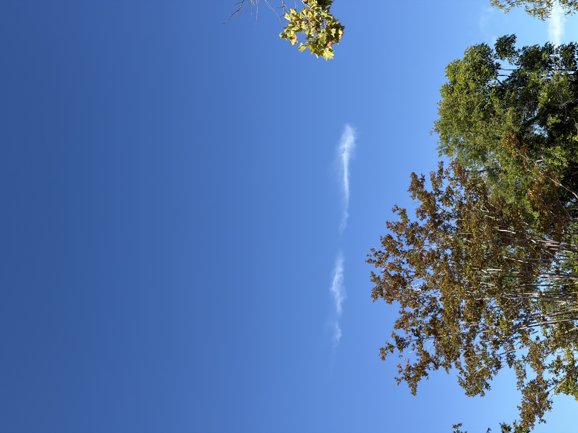 The image captures a clear, vibrant blue sky in Aliso Viejo, United States of America, with a sparse wispy cloud formation horizontally streaked across the upper middle section. The lower portion of the frame is dominated by the canopies of several trees. On the left, a tree with sparse, reddish-brown foliage indicative of autumn is visible. To its right, a denser tree with lush green leaves stands tall. Further to the right, another tree branch with yellow and green leaves is silhouetted against the sky, suggesting the transition of seasons. The overall scene is serene and natural, with the focus being on the interplay between the expansive sky and the varied textures and colors of the trees.