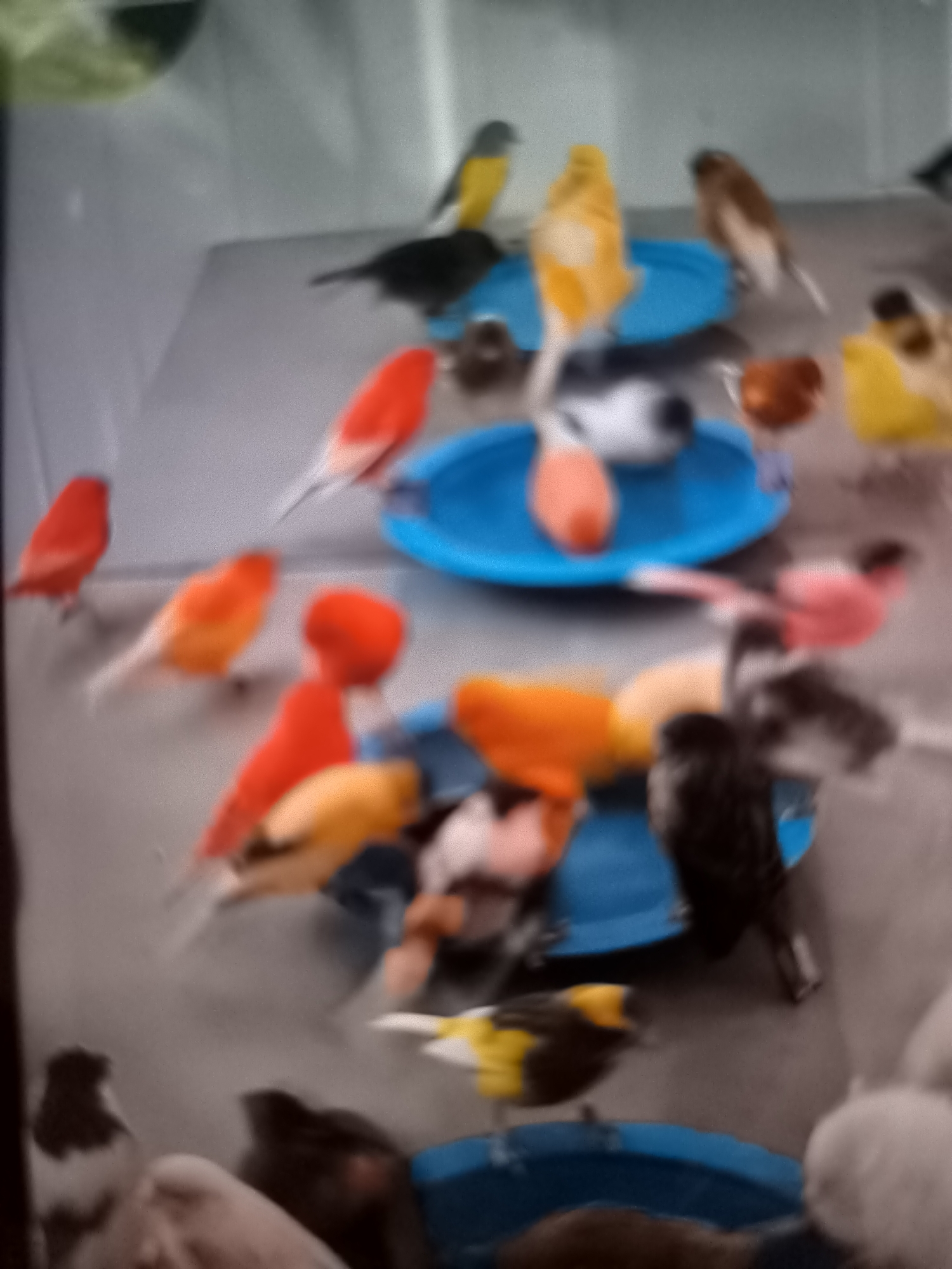 The image shows a collection of small birds, likely canaries or finches, in what appears to be an aviary or a large birdcage. The birds exhibit a variety of colors including red, orange, yellow, brown, black, and white. Some birds are perched on the edge of blue plastic feeders or water dishes, while others are on a gray surface. The image is somewhat blurry, suggesting motion or a low-resolution camera. The environment appears to be indoors, with a plain background that is out of focus. There is no indication of a specific location within Banjarejo, Indonesia, or any people in the scene.